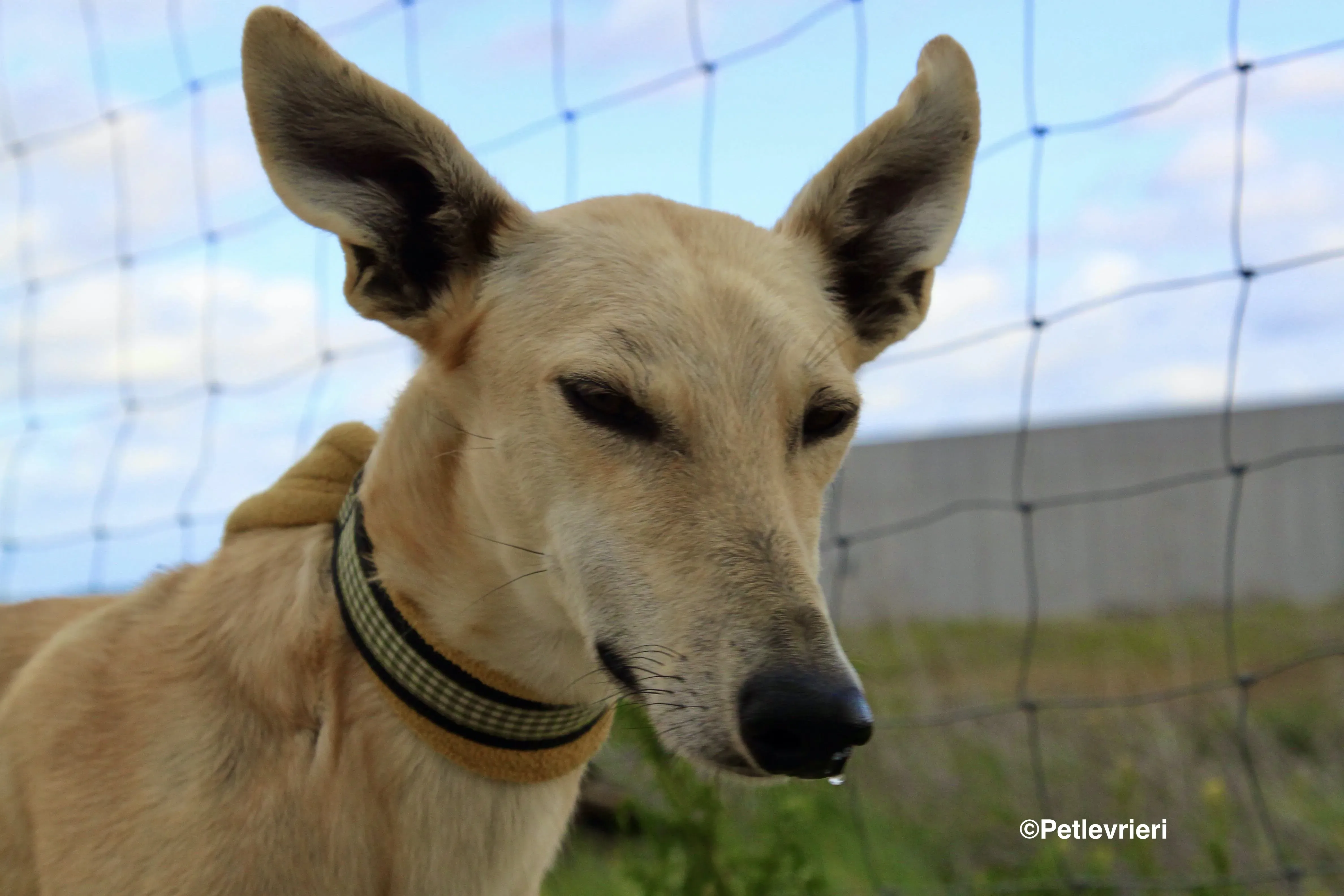 Melody adozione levrieri galgo 10