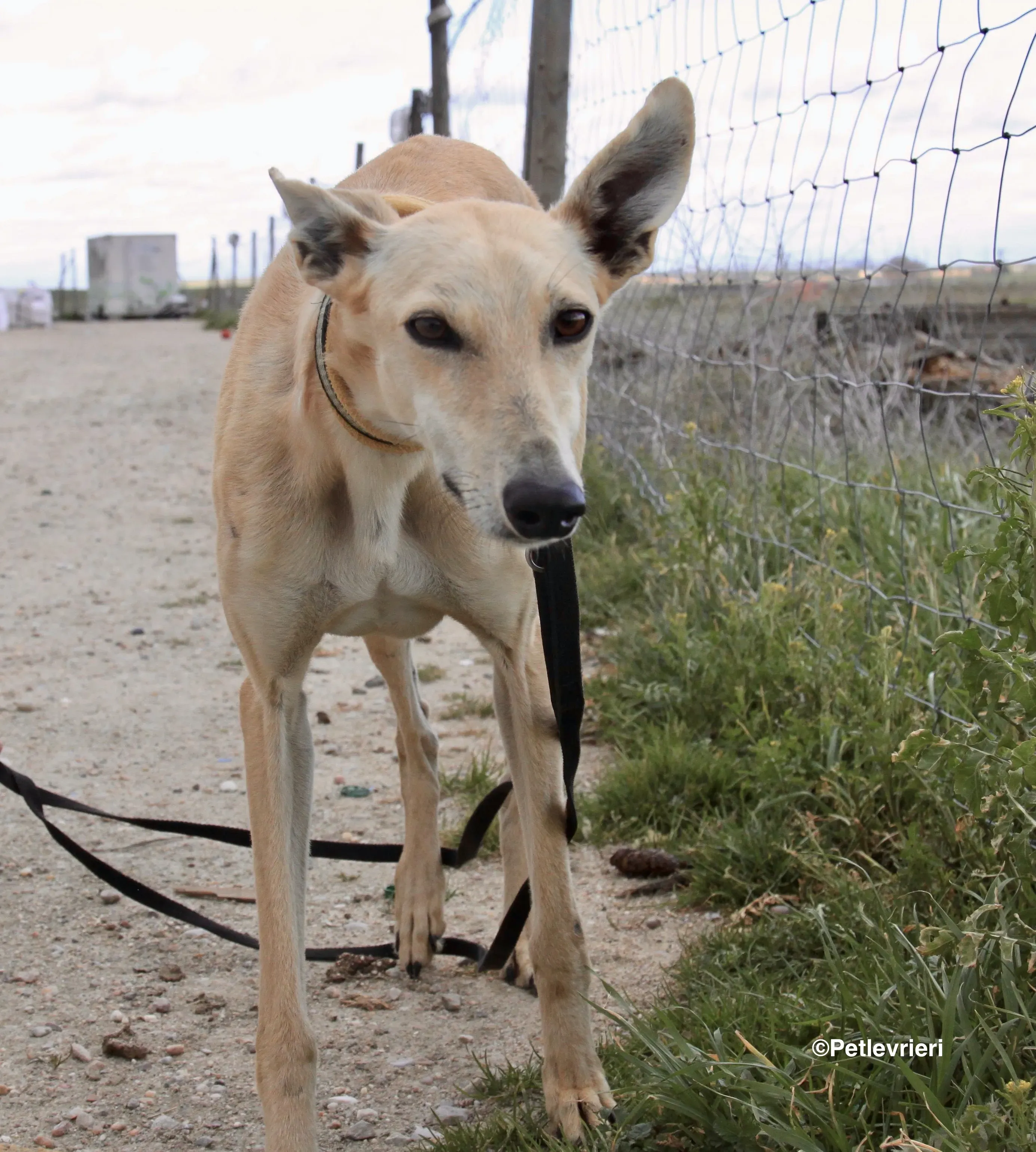 Melody adozione levrieri galgo 2 1