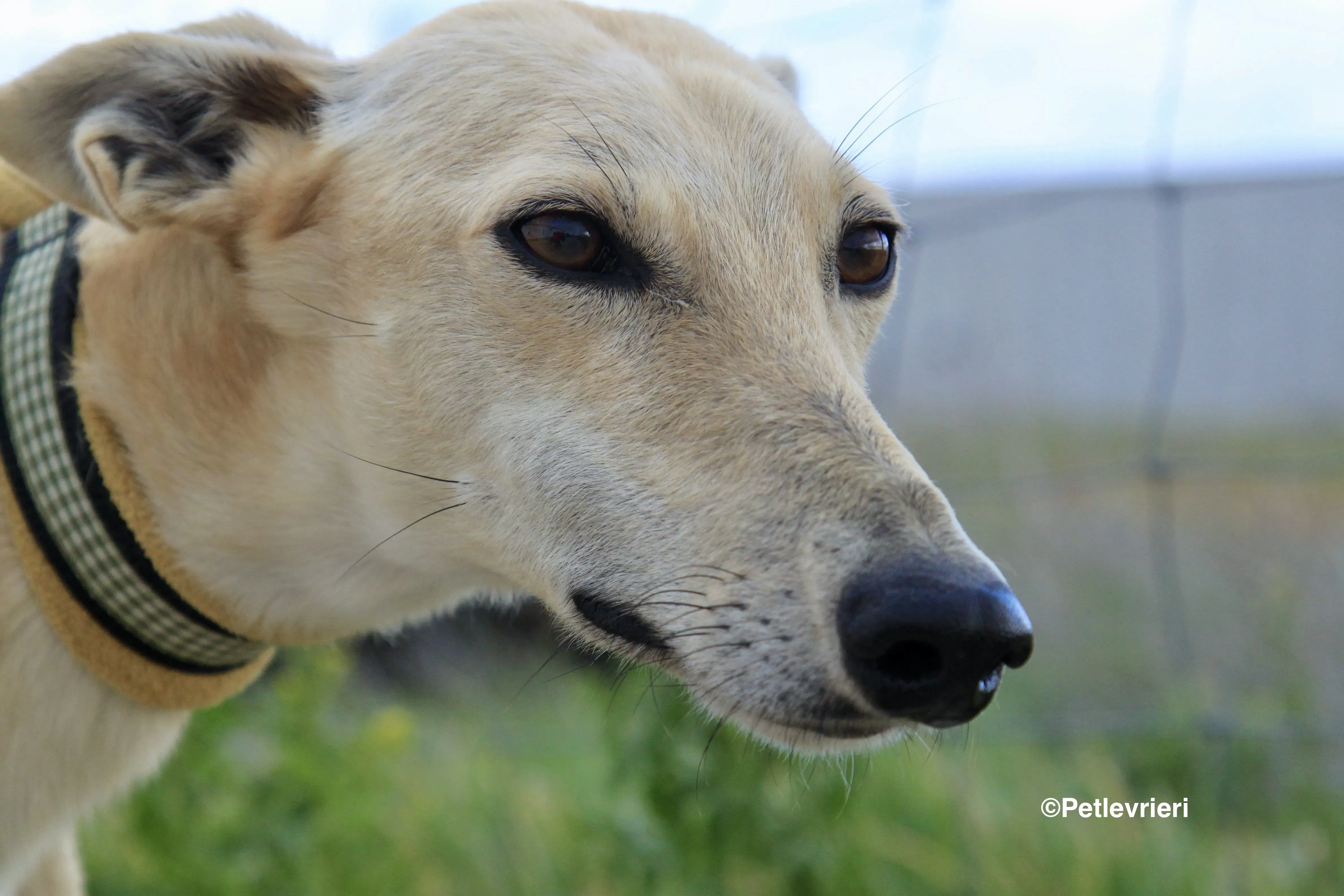 Melody adozione levrieri galgo 3
