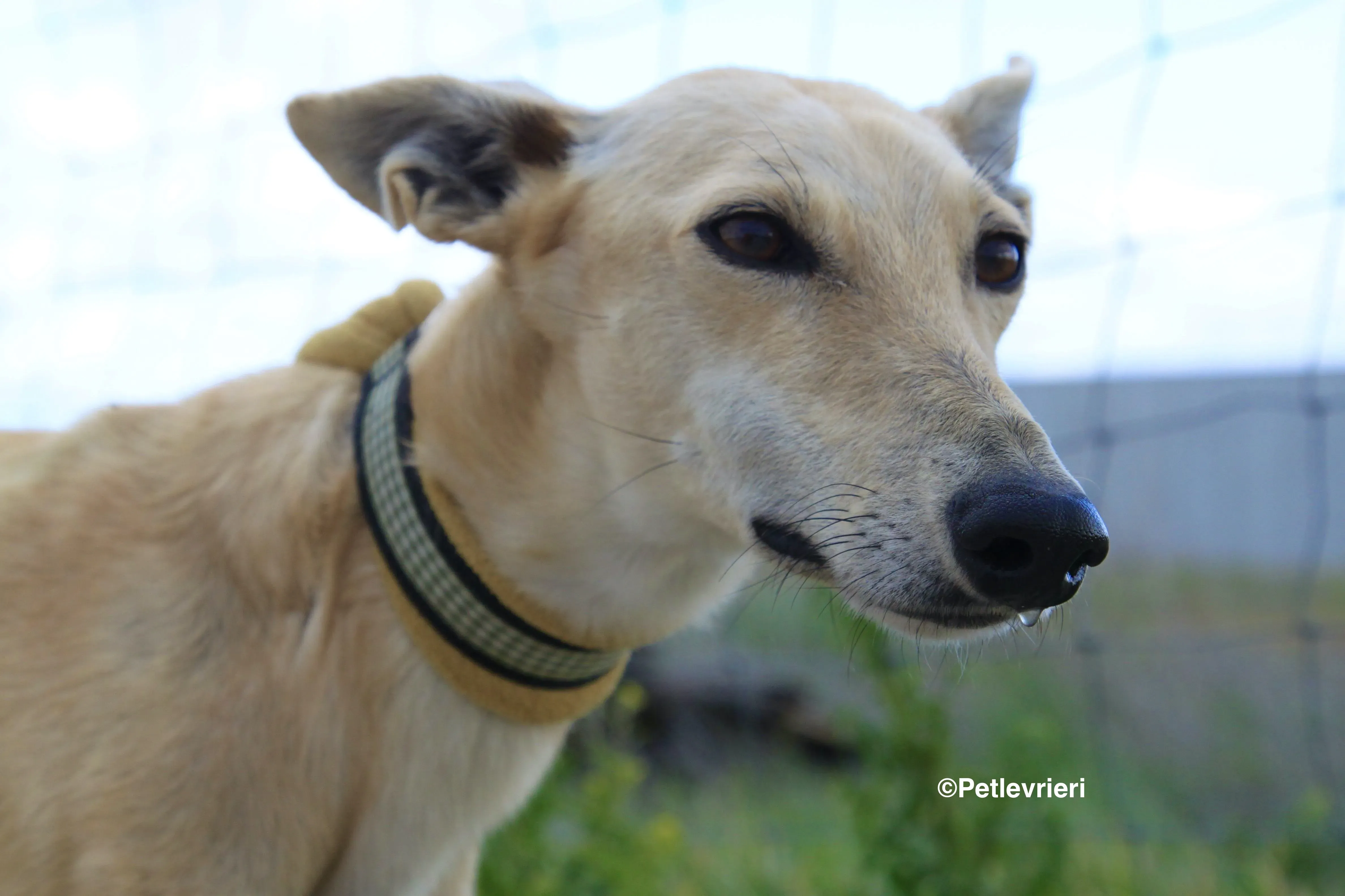 Melody adozione levrieri galgo 4