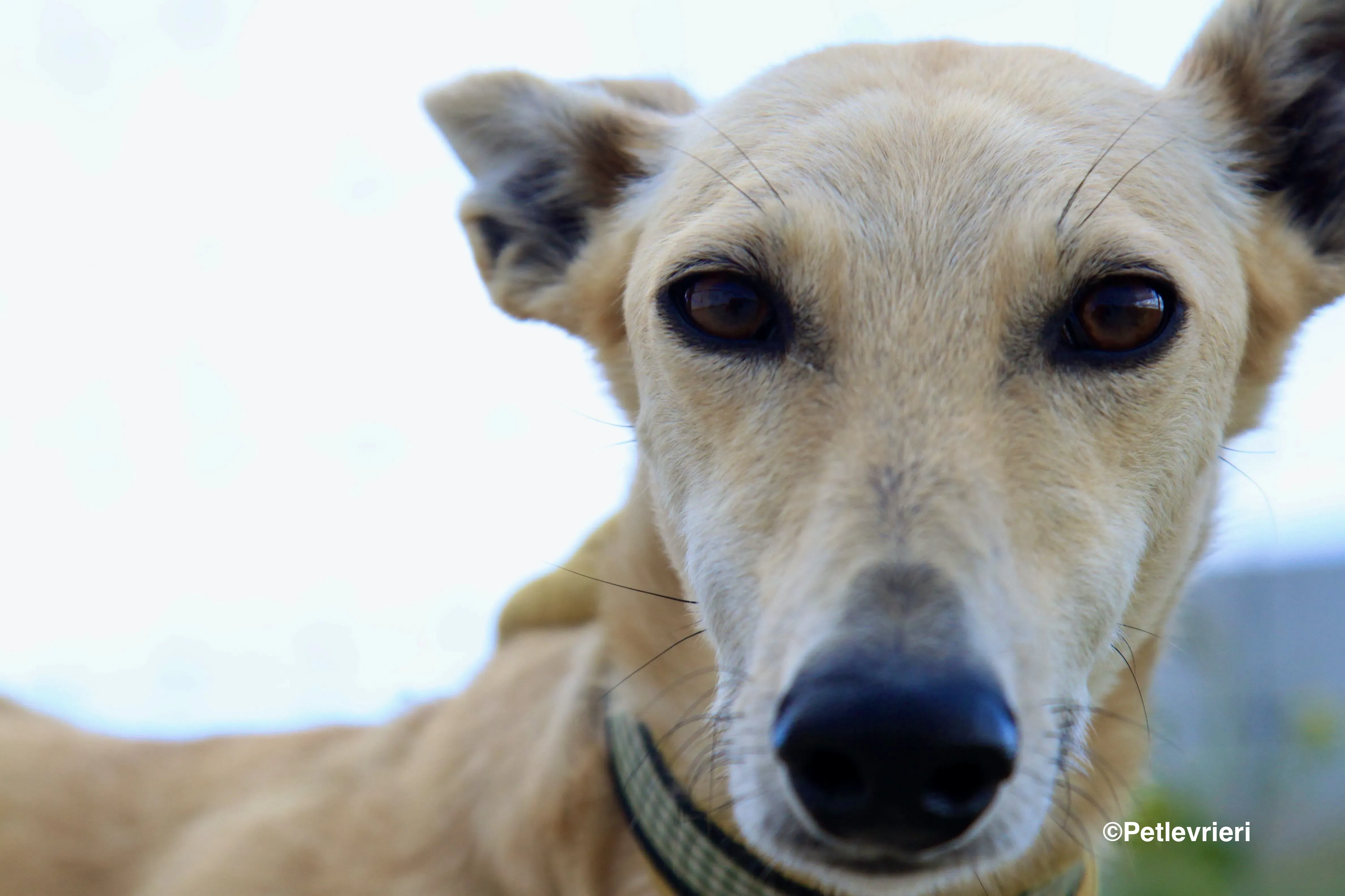 Melody adozione levrieri galgo 5