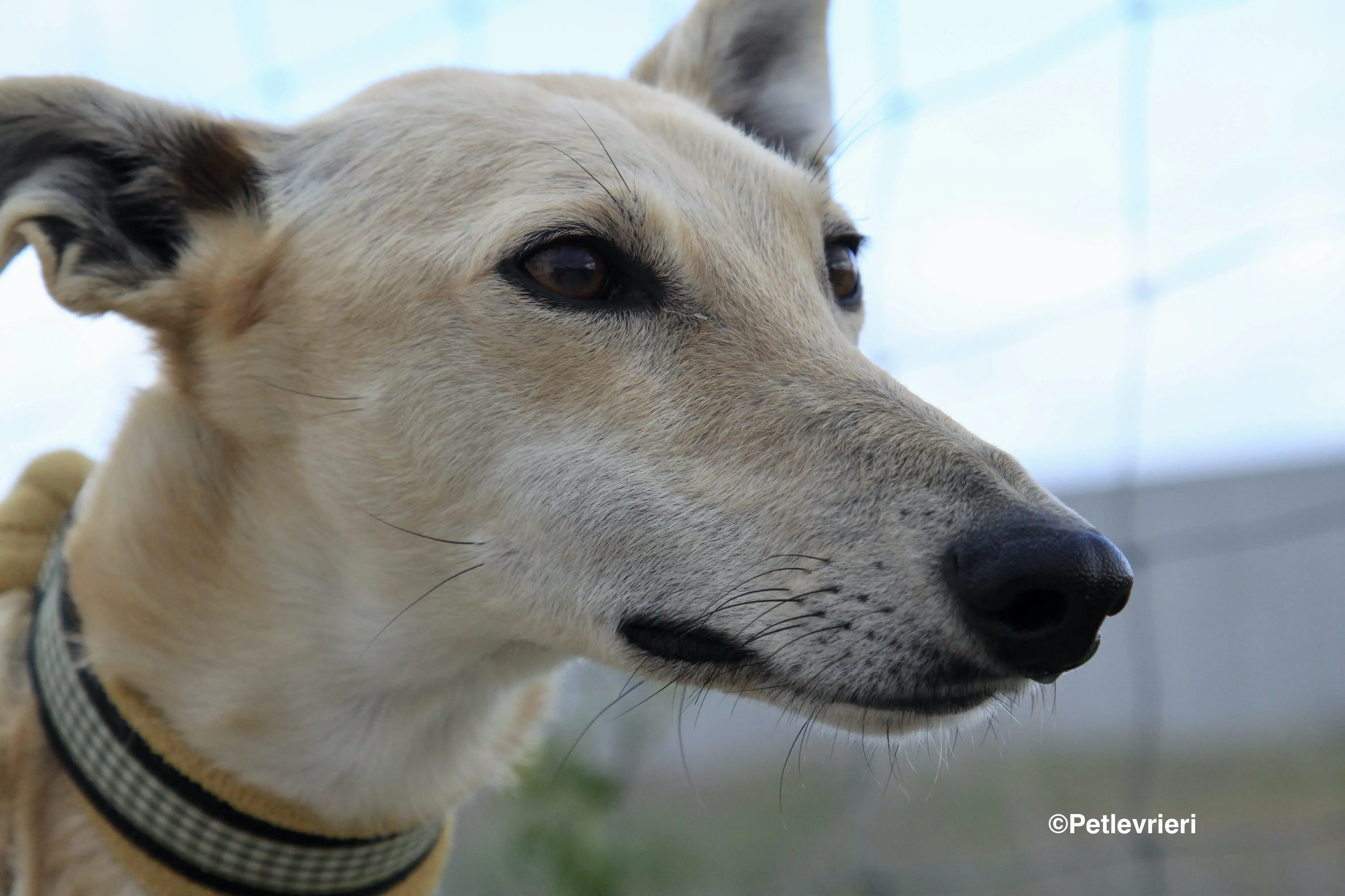 Melody adozione levrieri galgo 6