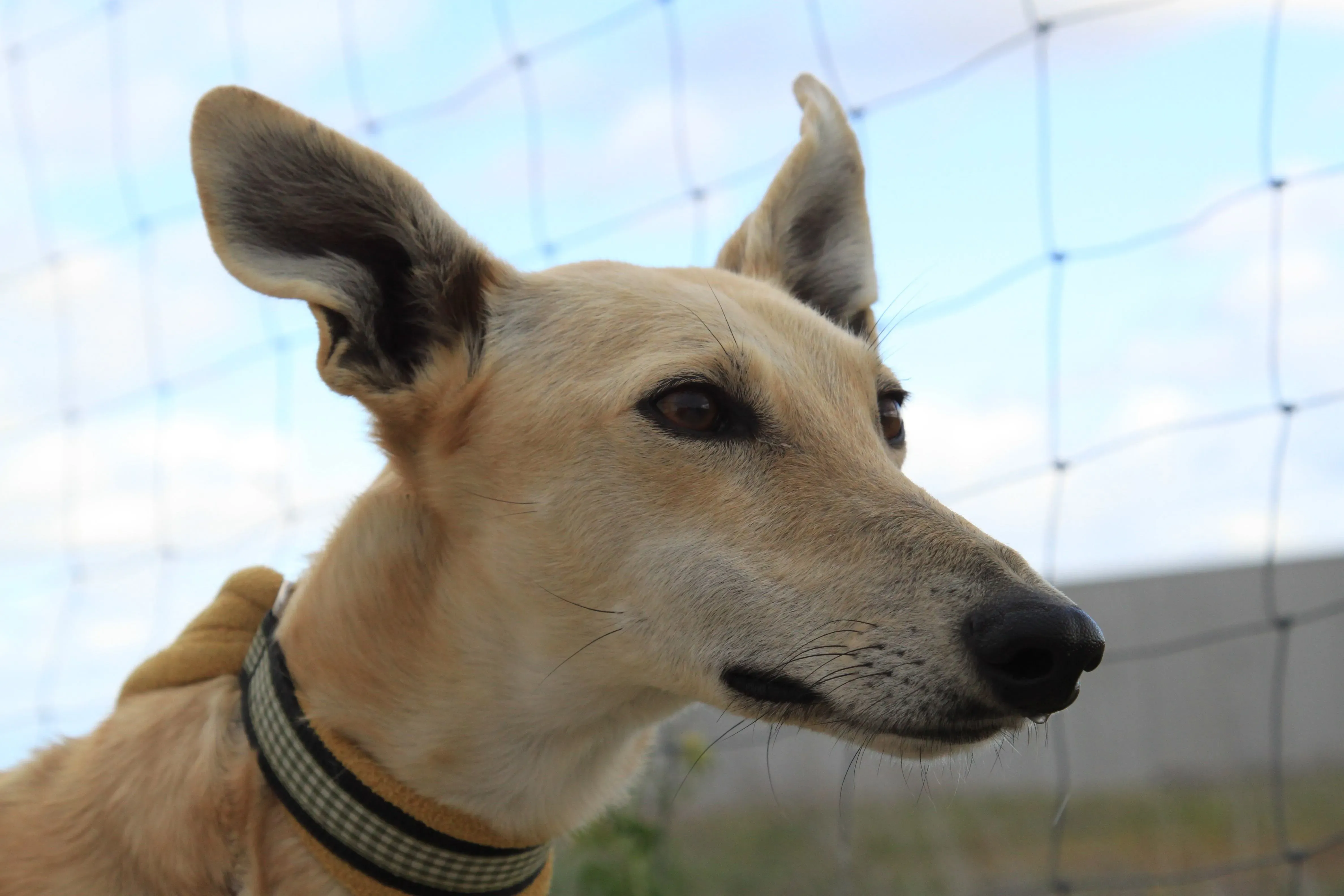 Melody adozione levrieri galgo 7