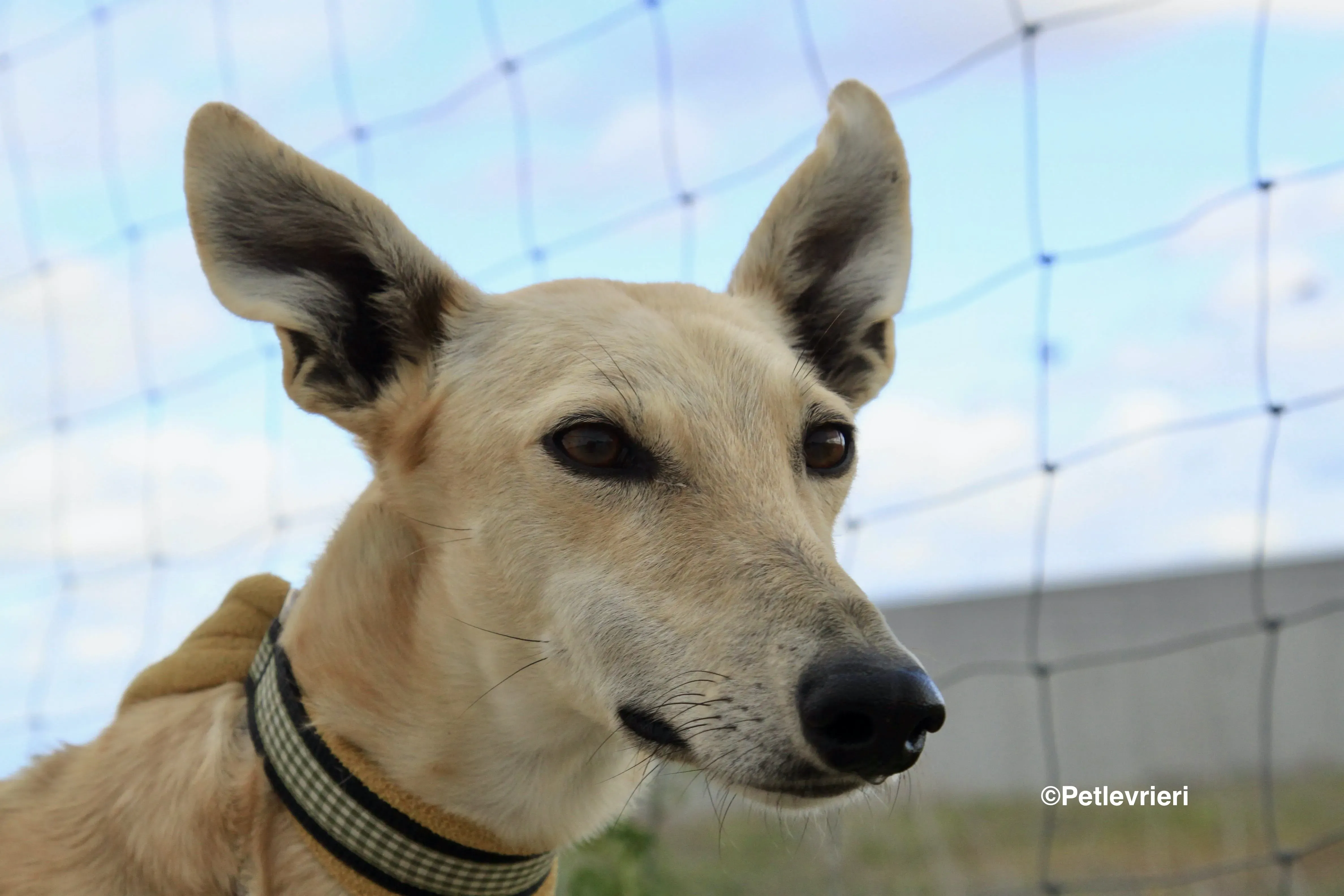 Melody adozione levrieri galgo 8