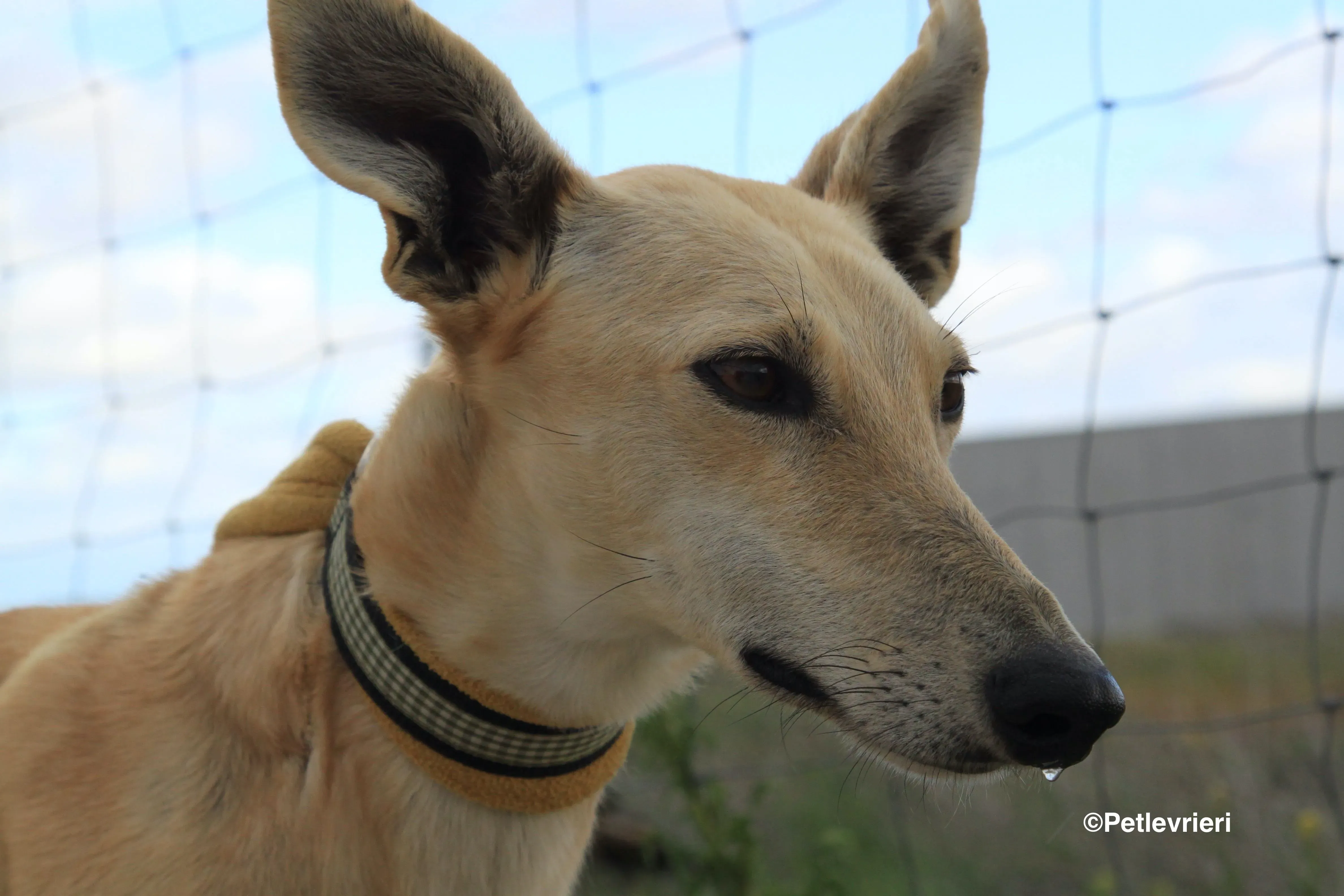 Melody adozione levrieri galgo 9