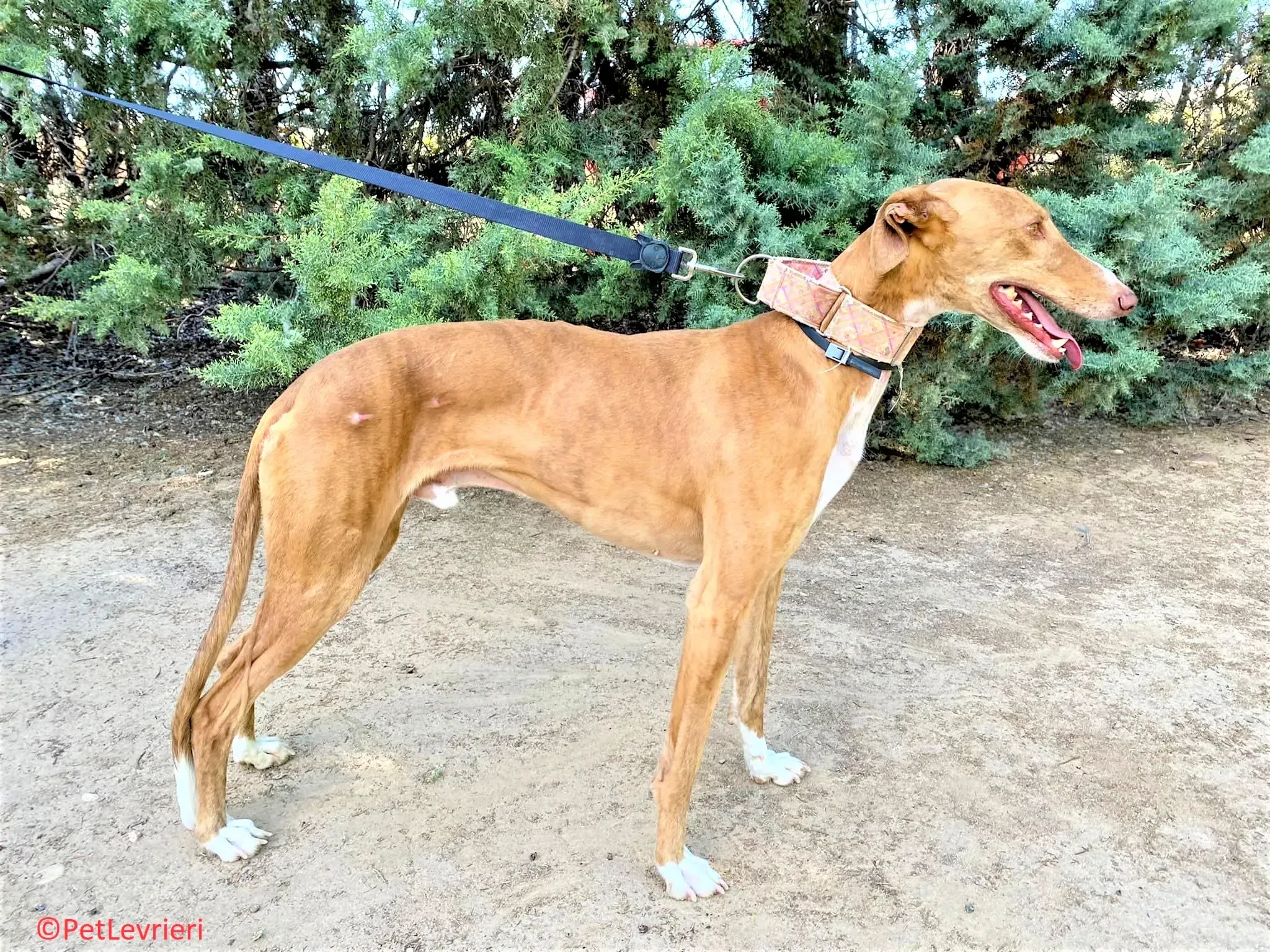 Melon adozione levrieri galgo 10 2