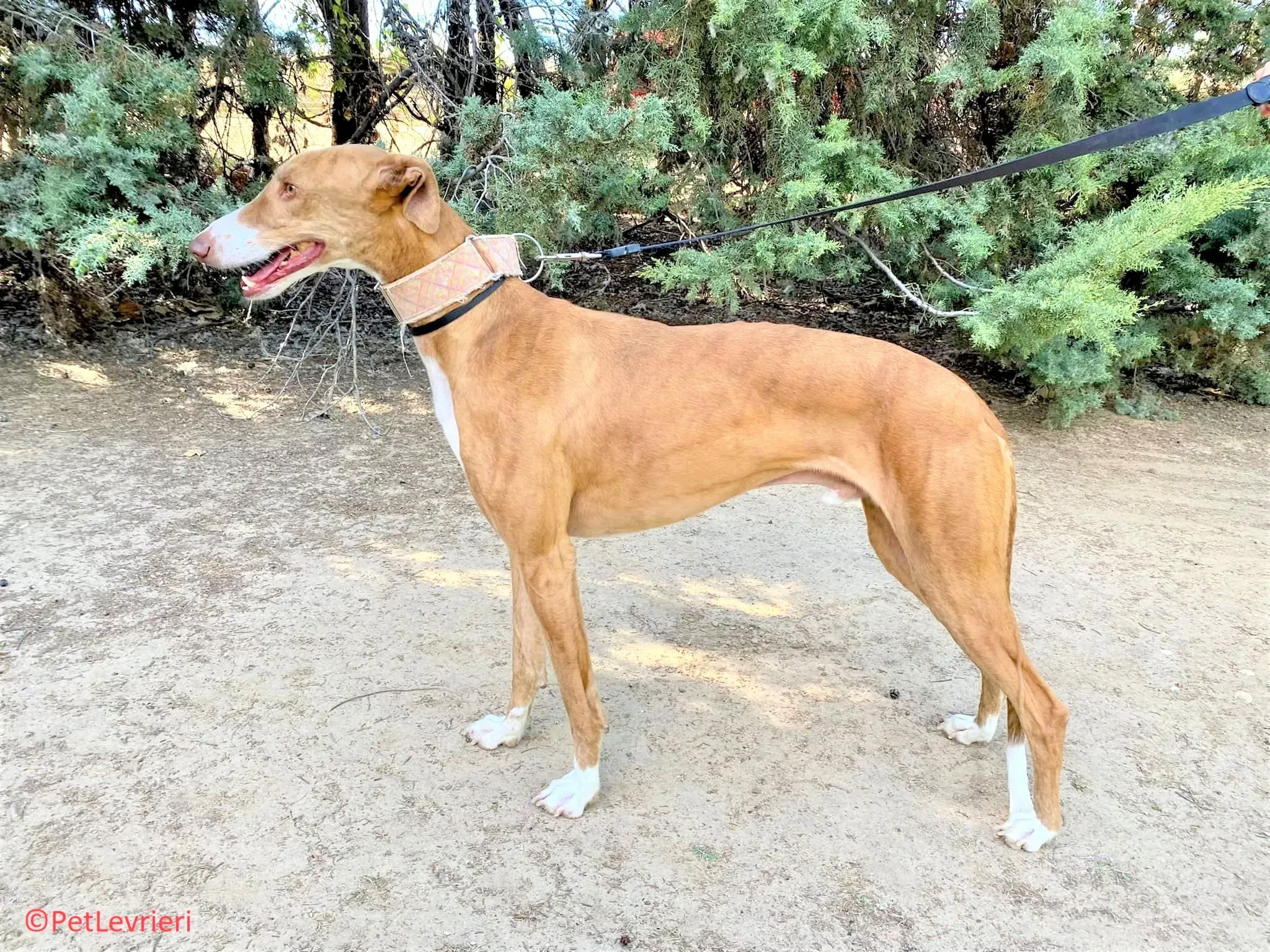 Melon adozione levrieri galgo 11 2