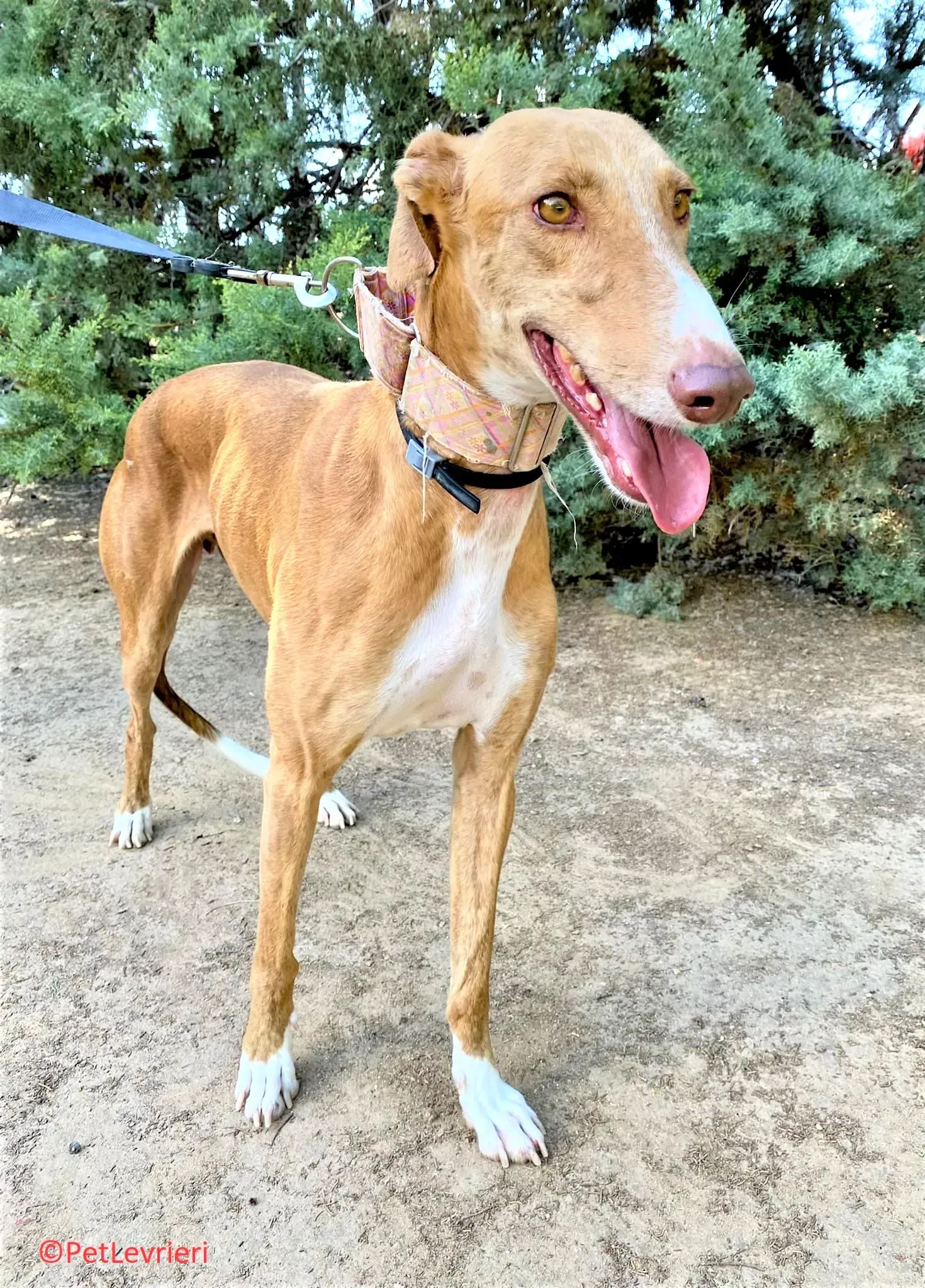 Melon adozione levrieri galgo 12 2