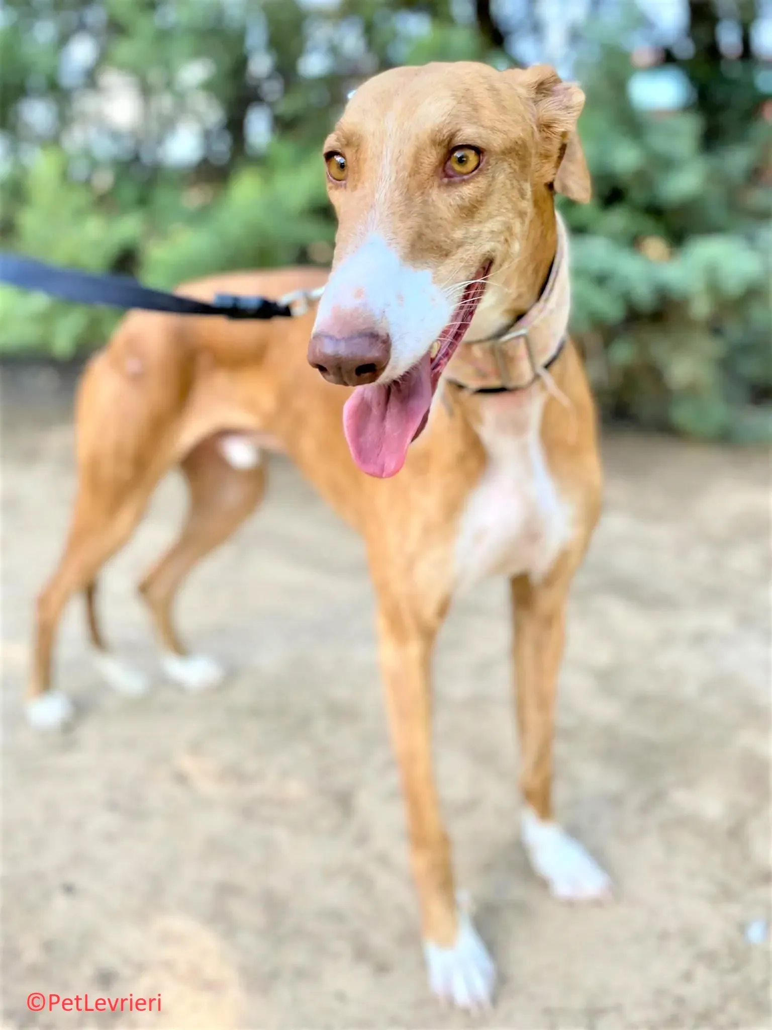 Melon adozione levrieri galgo 13 2