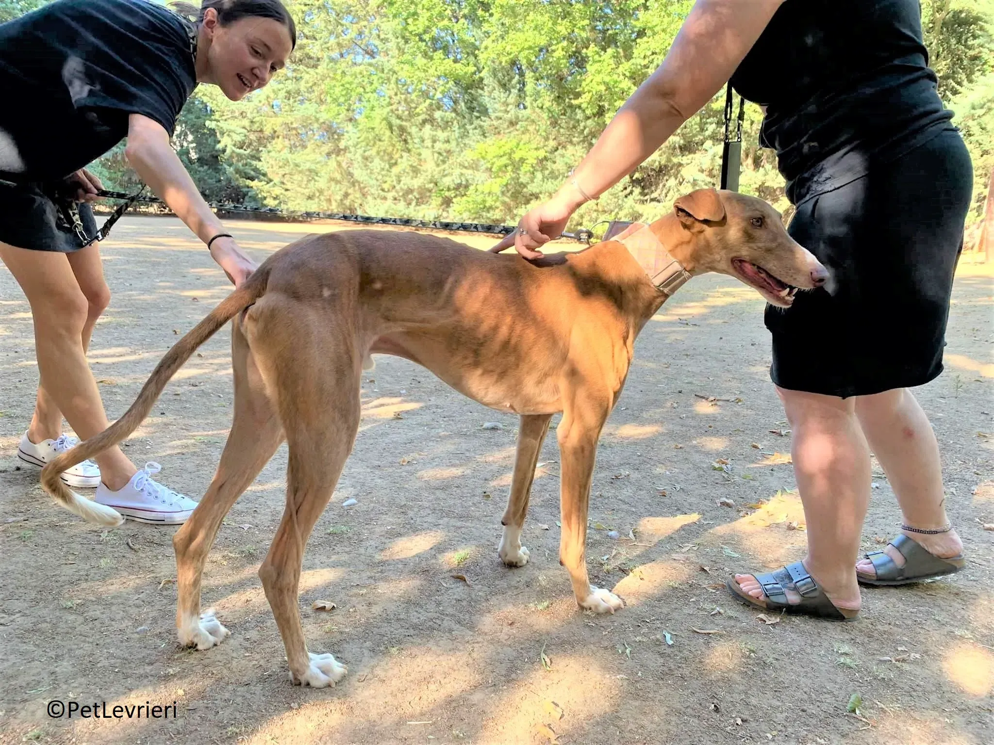 Melon adozione levrieri galgo 21 2