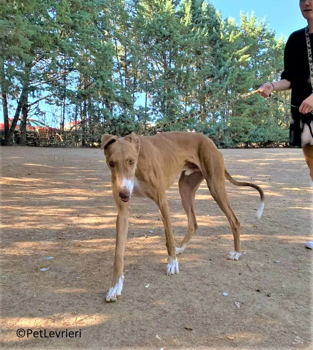 Melon adozione levrieri galgo 22 2