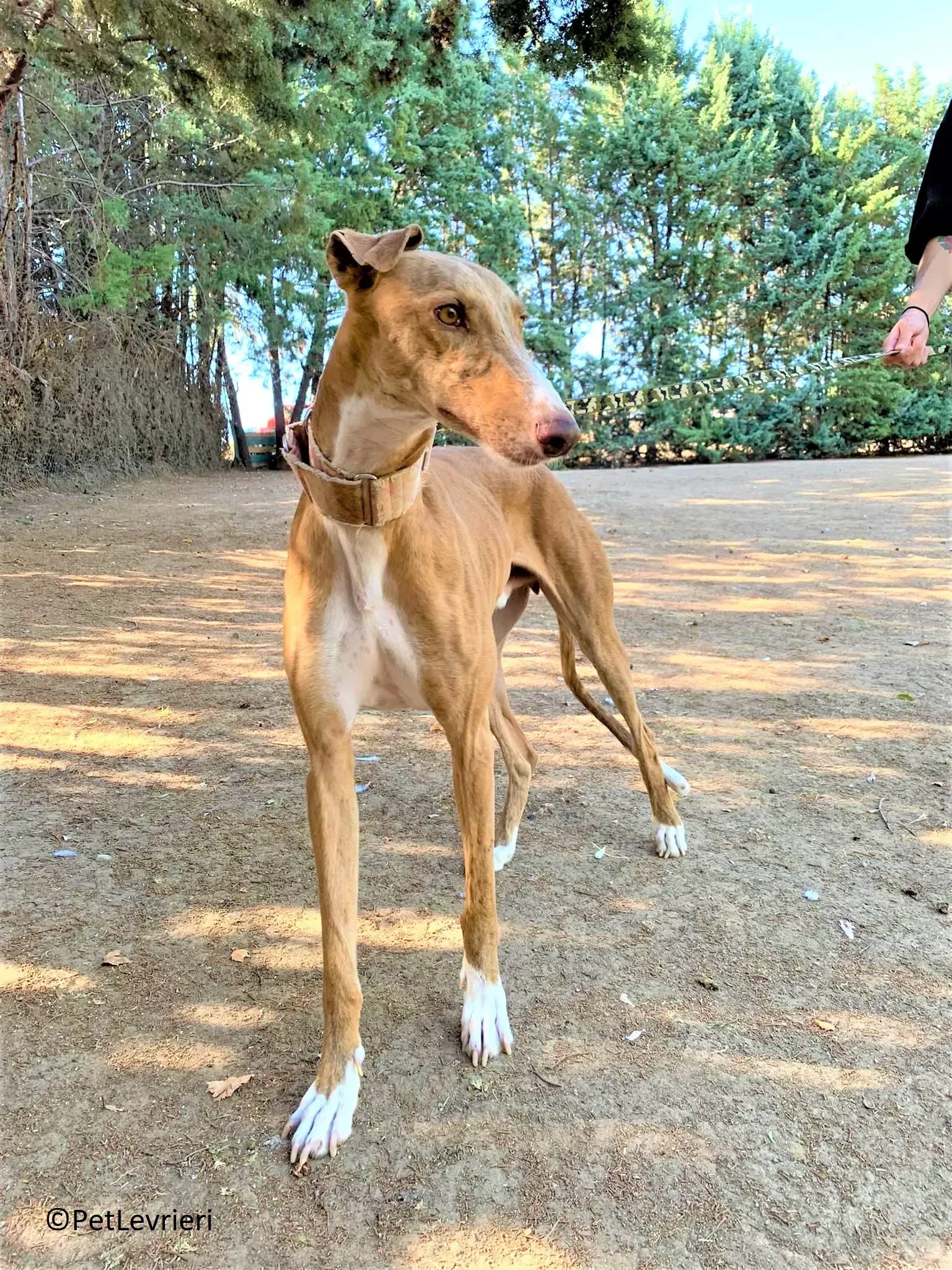 Melon adozione levrieri galgo 23 2