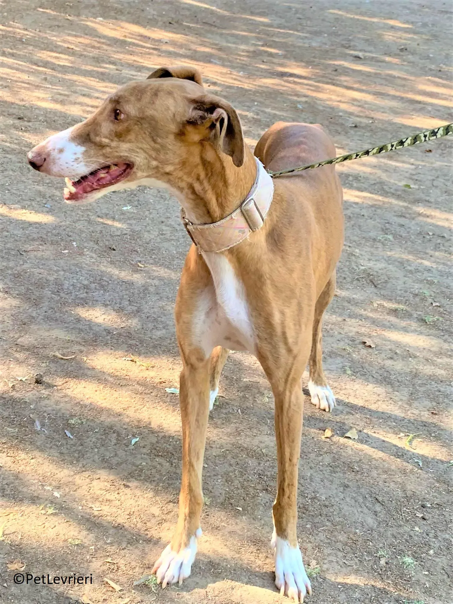 Melon adozione levrieri galgo 24 2