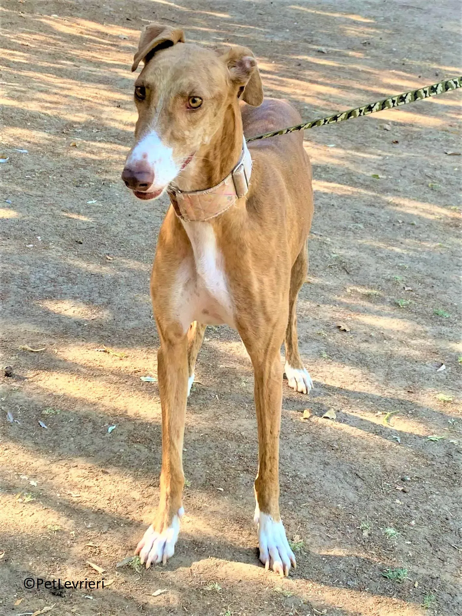 Melon adozione levrieri galgo 25 2