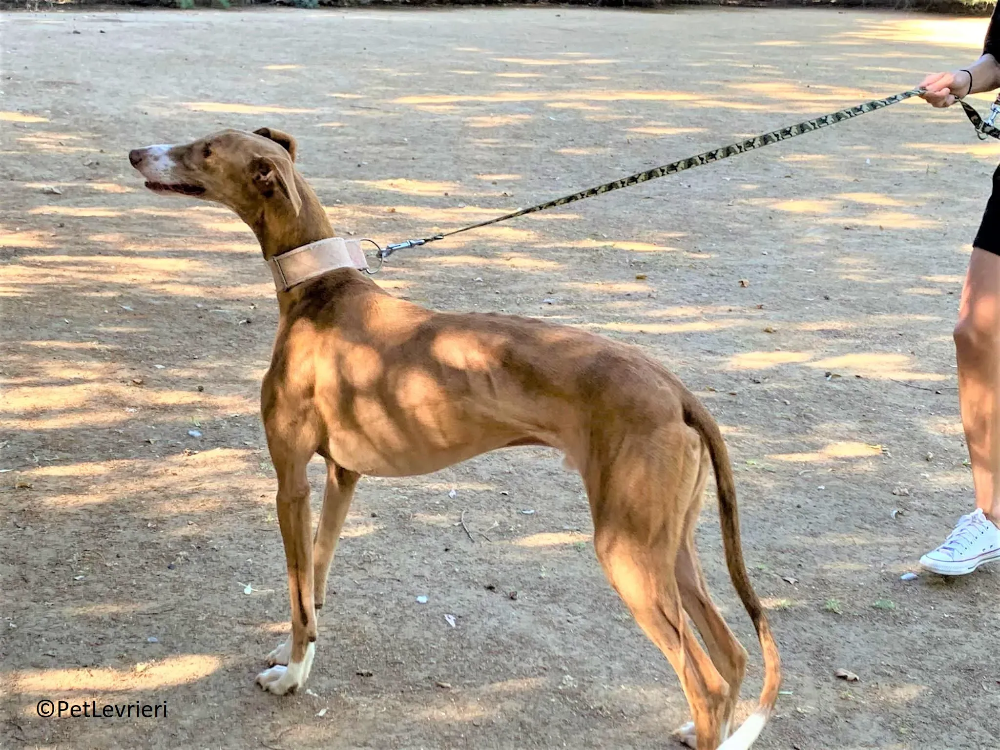 Melon adozione levrieri galgo 26 2