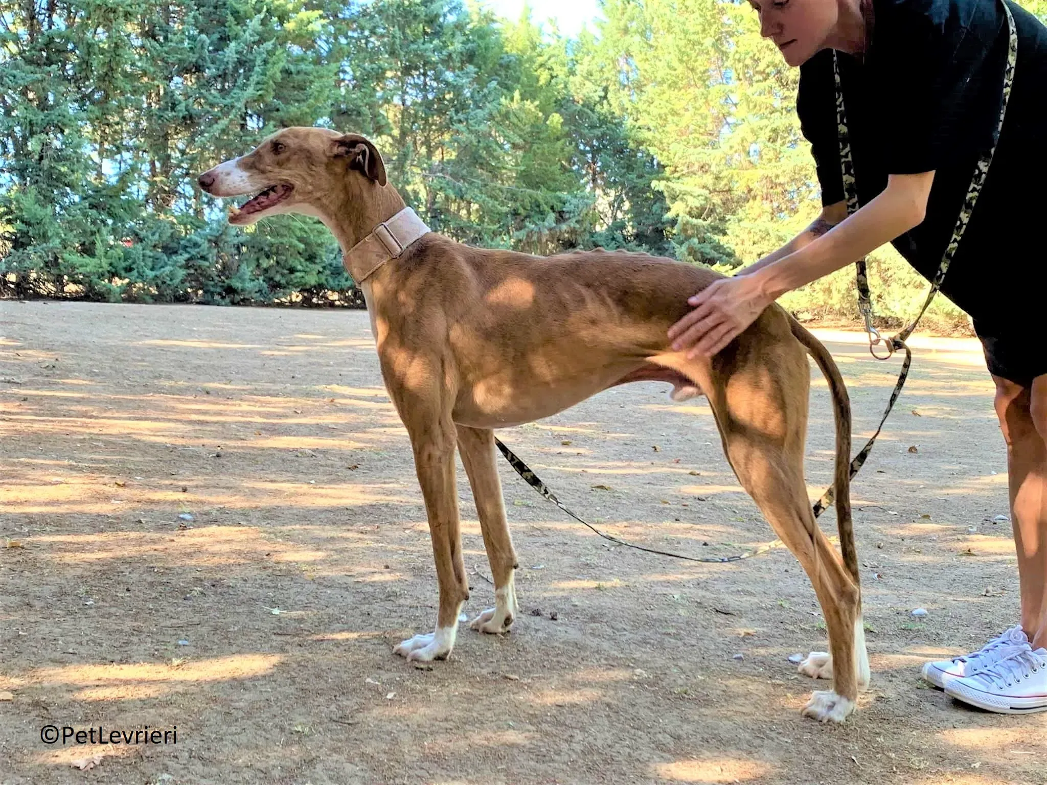Melon adozione levrieri galgo 27 2