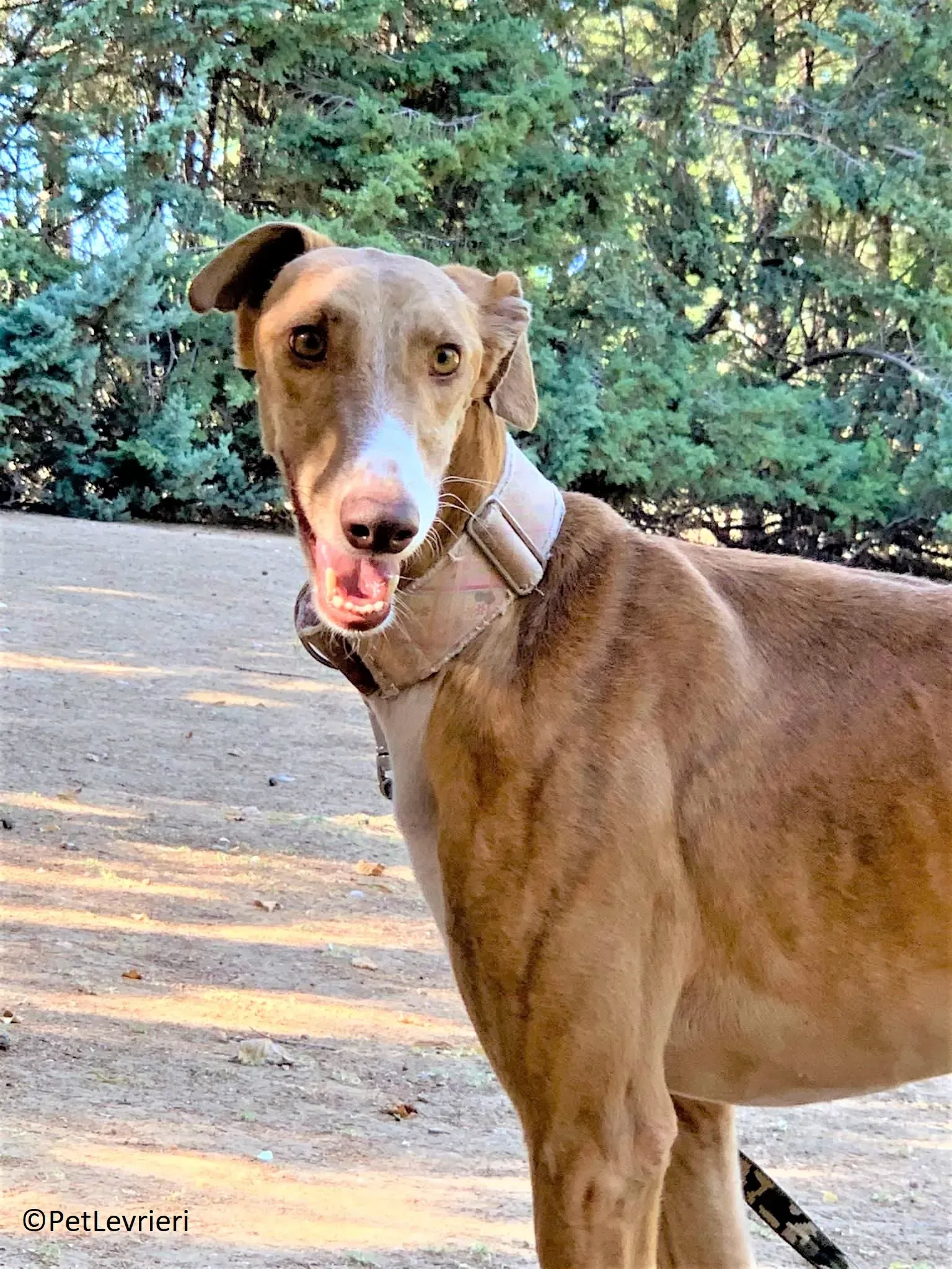 Melon adozione levrieri galgo 28 2