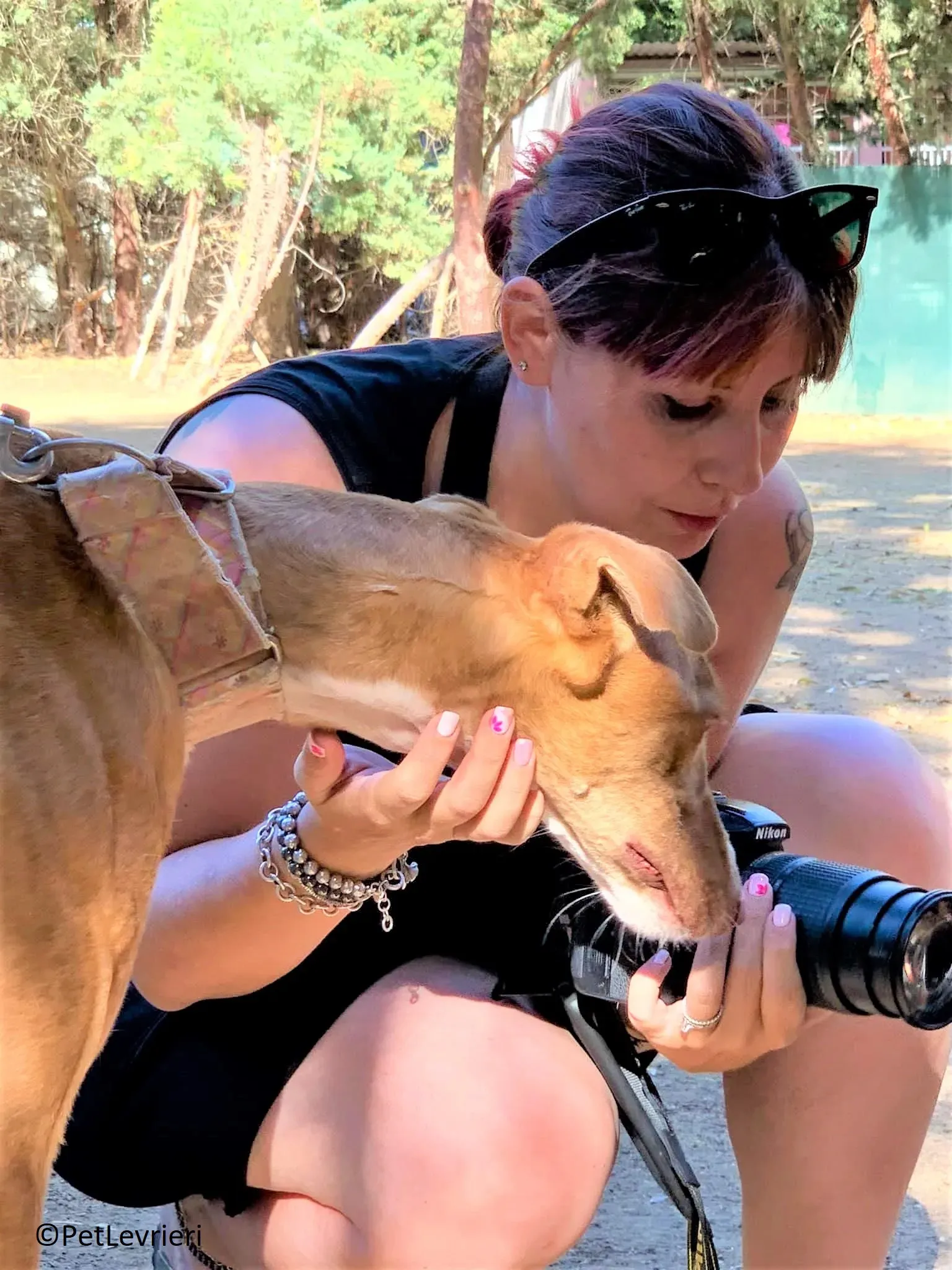 Melon adozione levrieri galgo 29 2