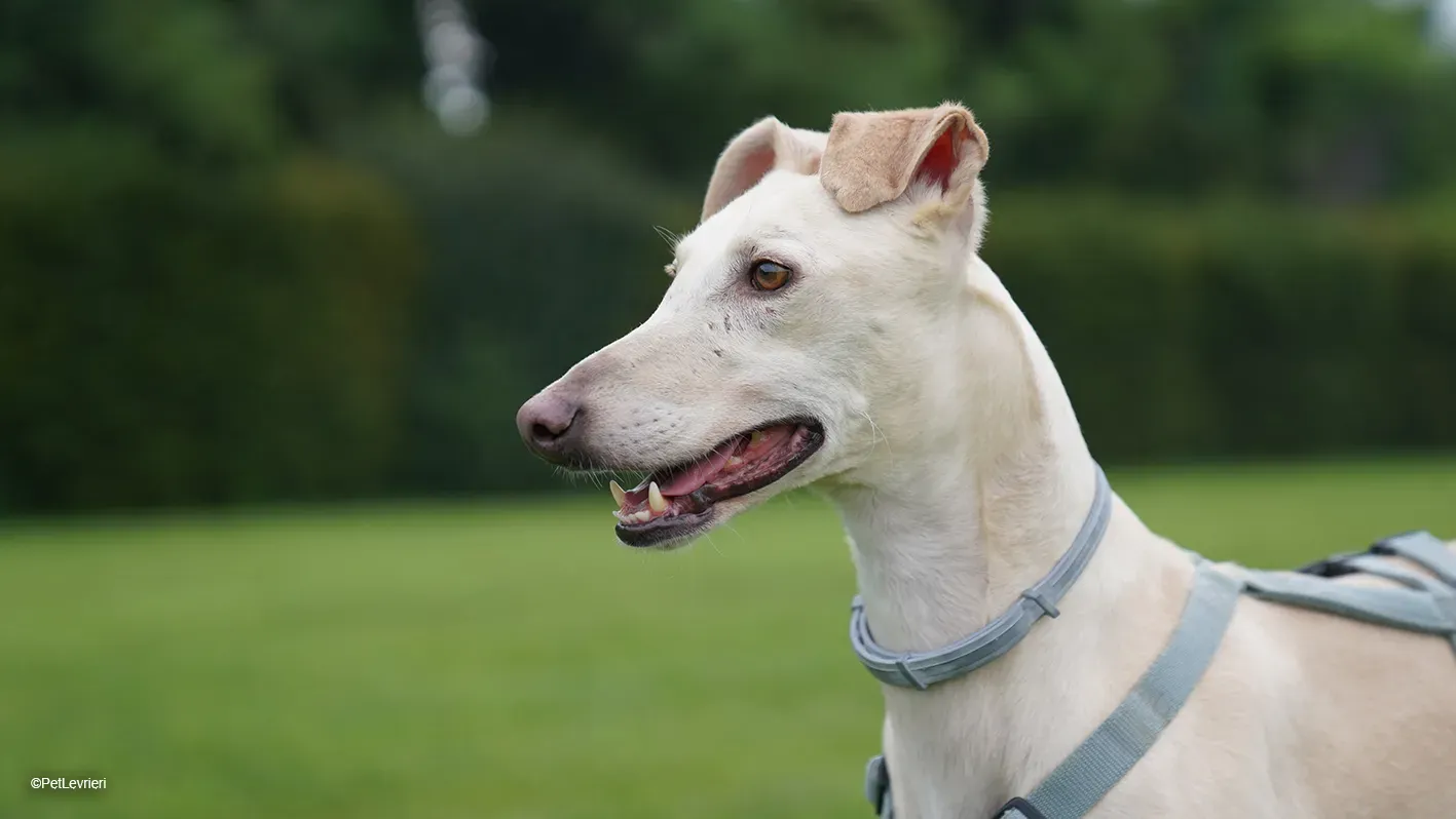 Meno adozione levrieri galgo 10 10