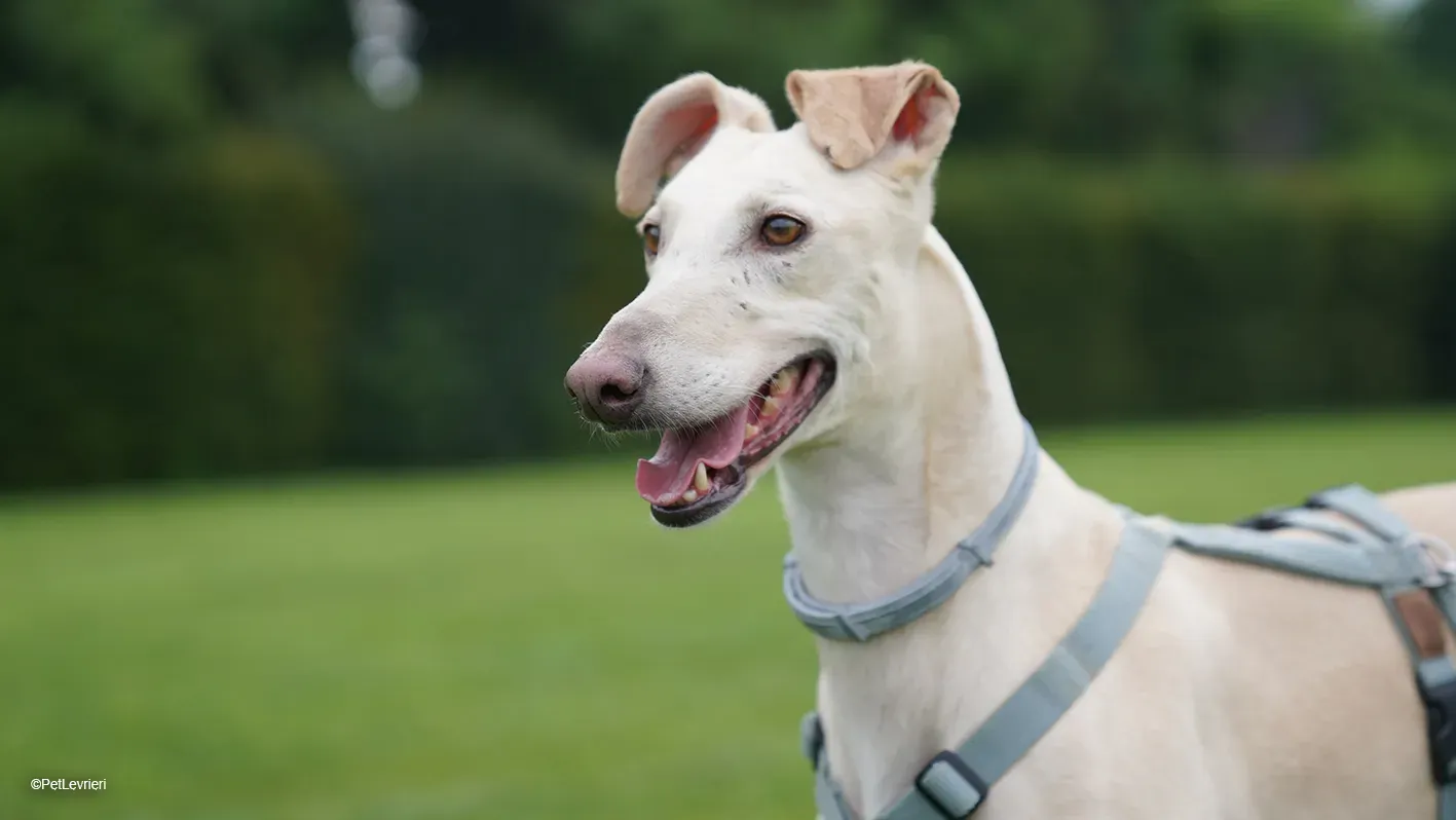 Meno adozione levrieri galgo 10 11