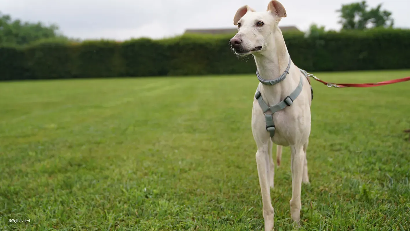 Meno adozione levrieri galgo 10 13