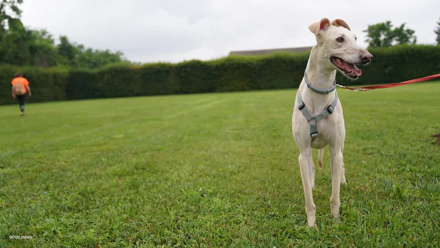 Meno adozione levrieri galgo 10 14