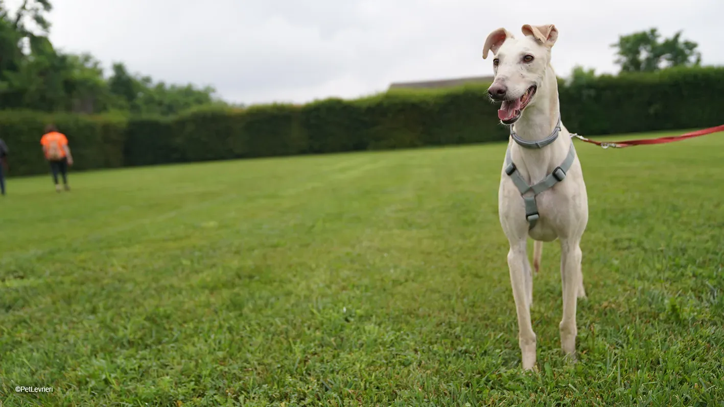 Meno adozione levrieri galgo 10 15