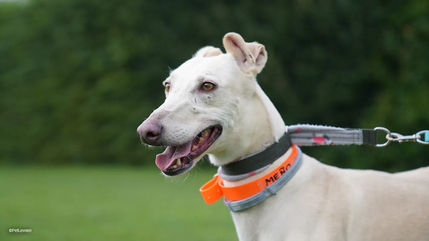 Meno adozione levrieri galgo 10 4