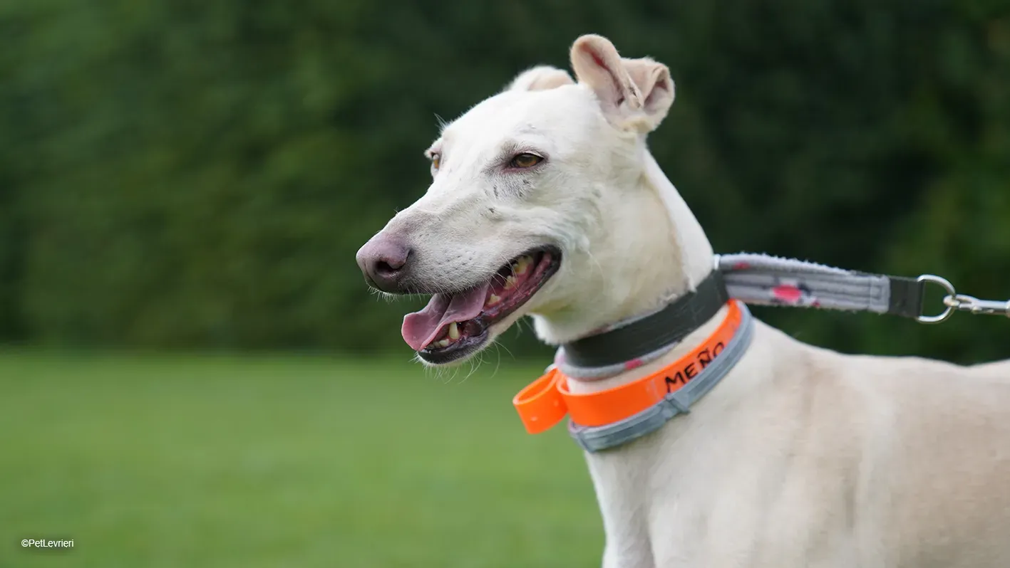 Meno adozione levrieri galgo 10 5