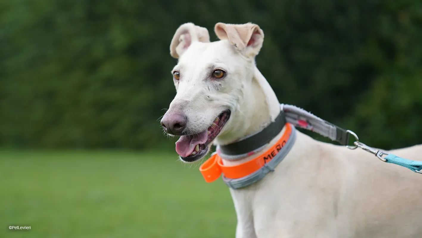 Meno adozione levrieri galgo 10 7