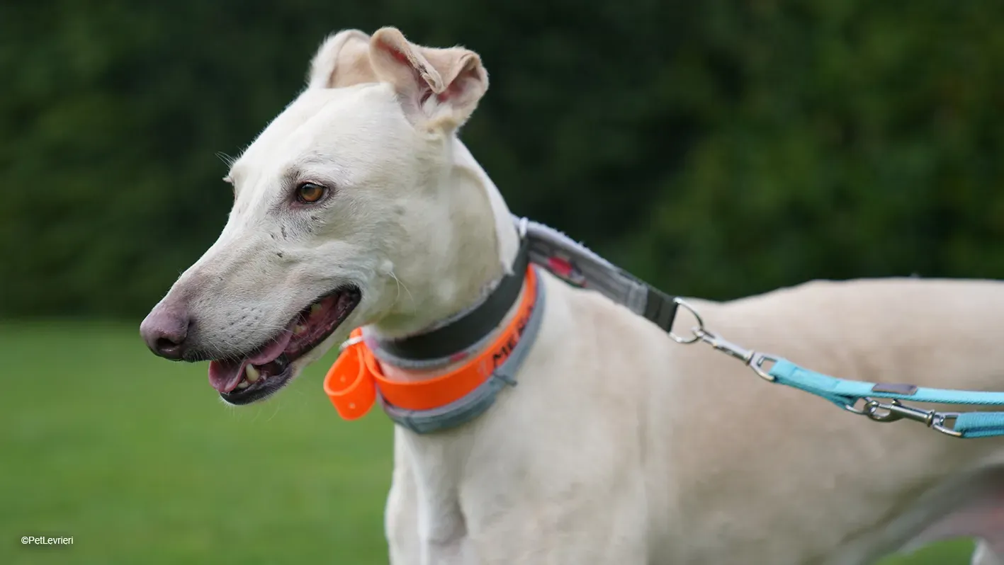 Meno adozione levrieri galgo 10 8