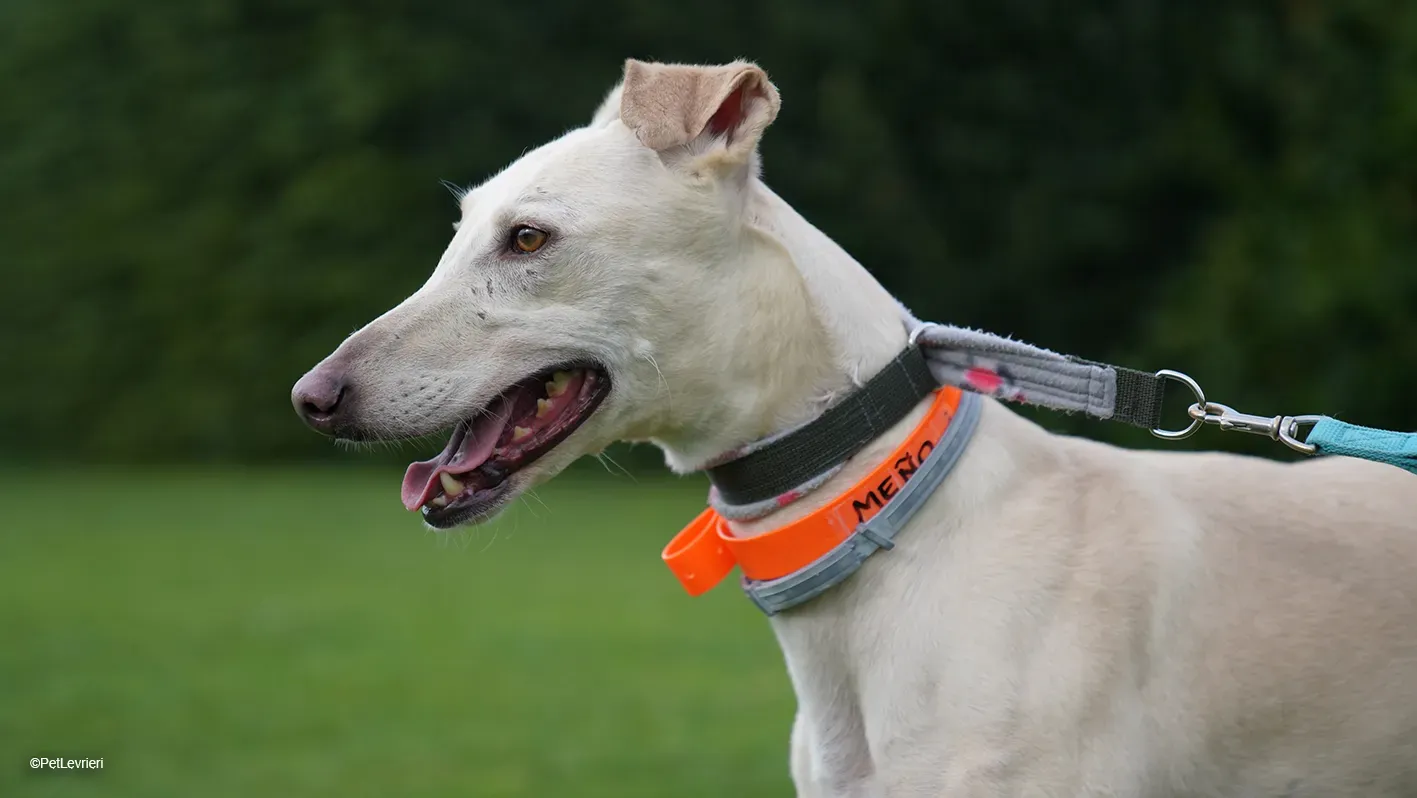 Meno adozione levrieri galgo 10 9