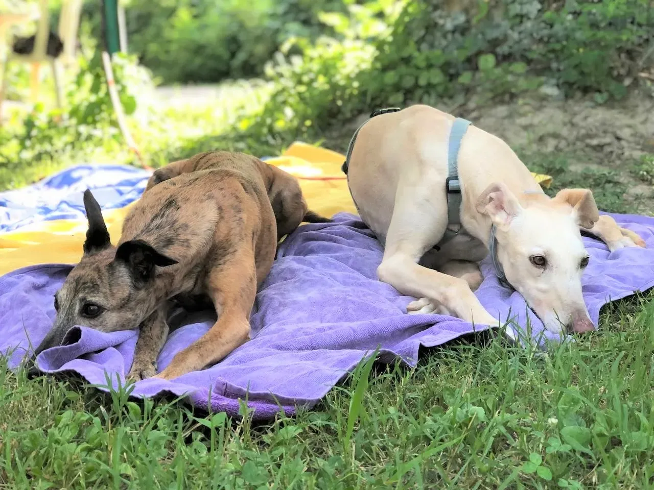 Meno adozione levrieri galgo 20