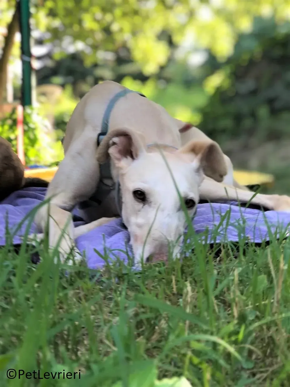 Meno adozione levrieri galgo 21