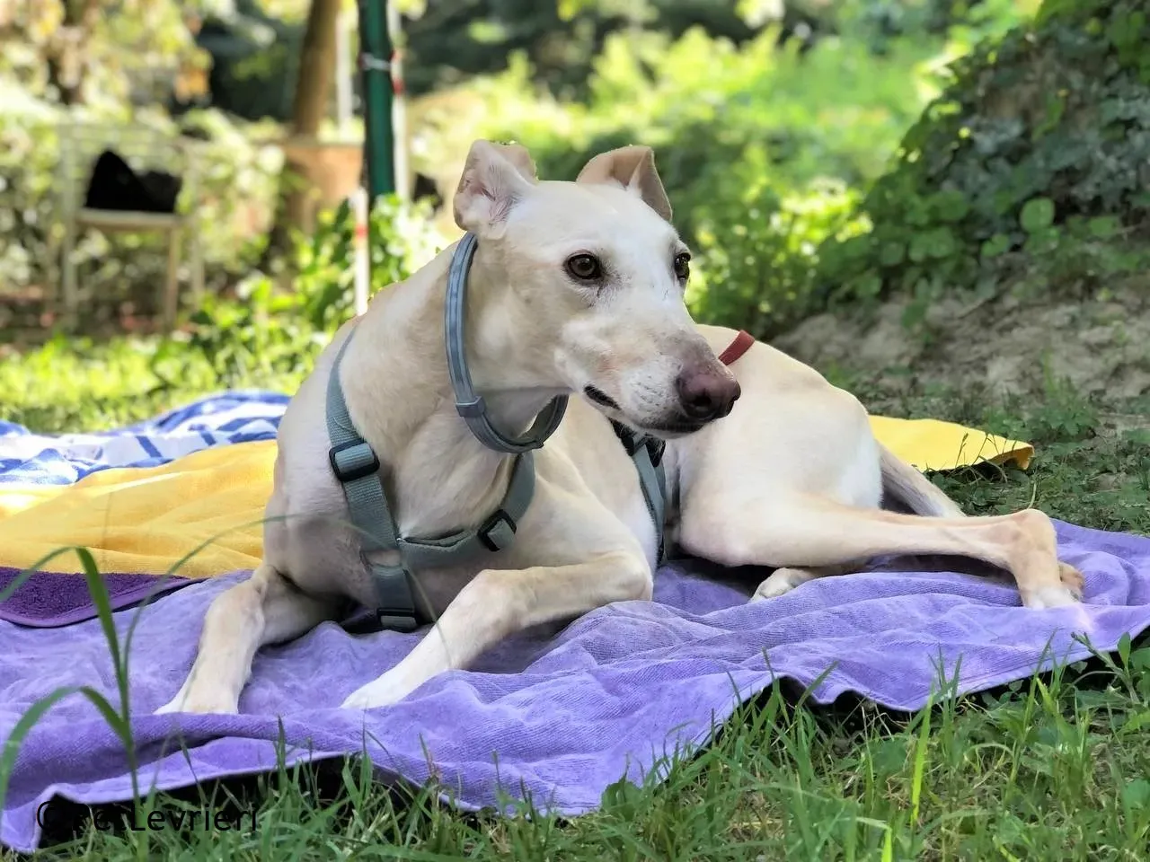 Meno adozione levrieri galgo 22