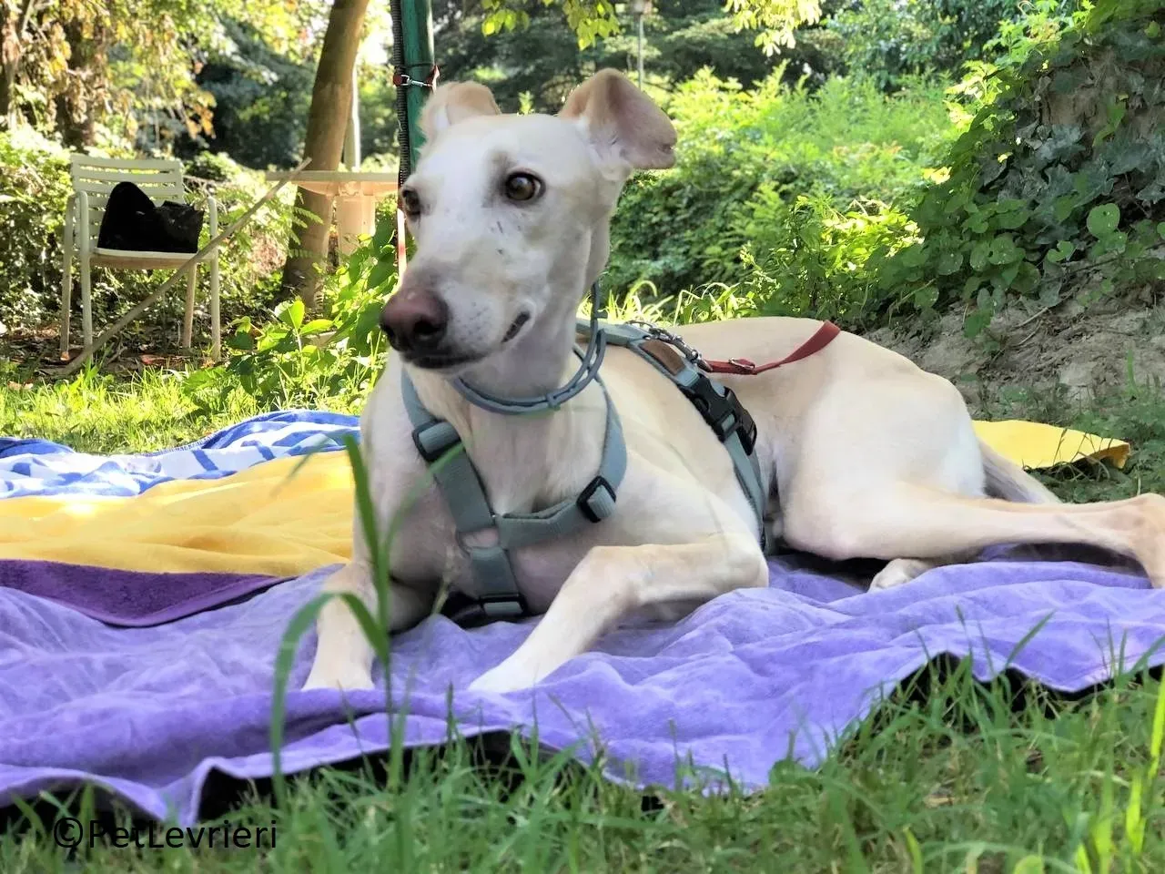 Meno adozione levrieri galgo 23