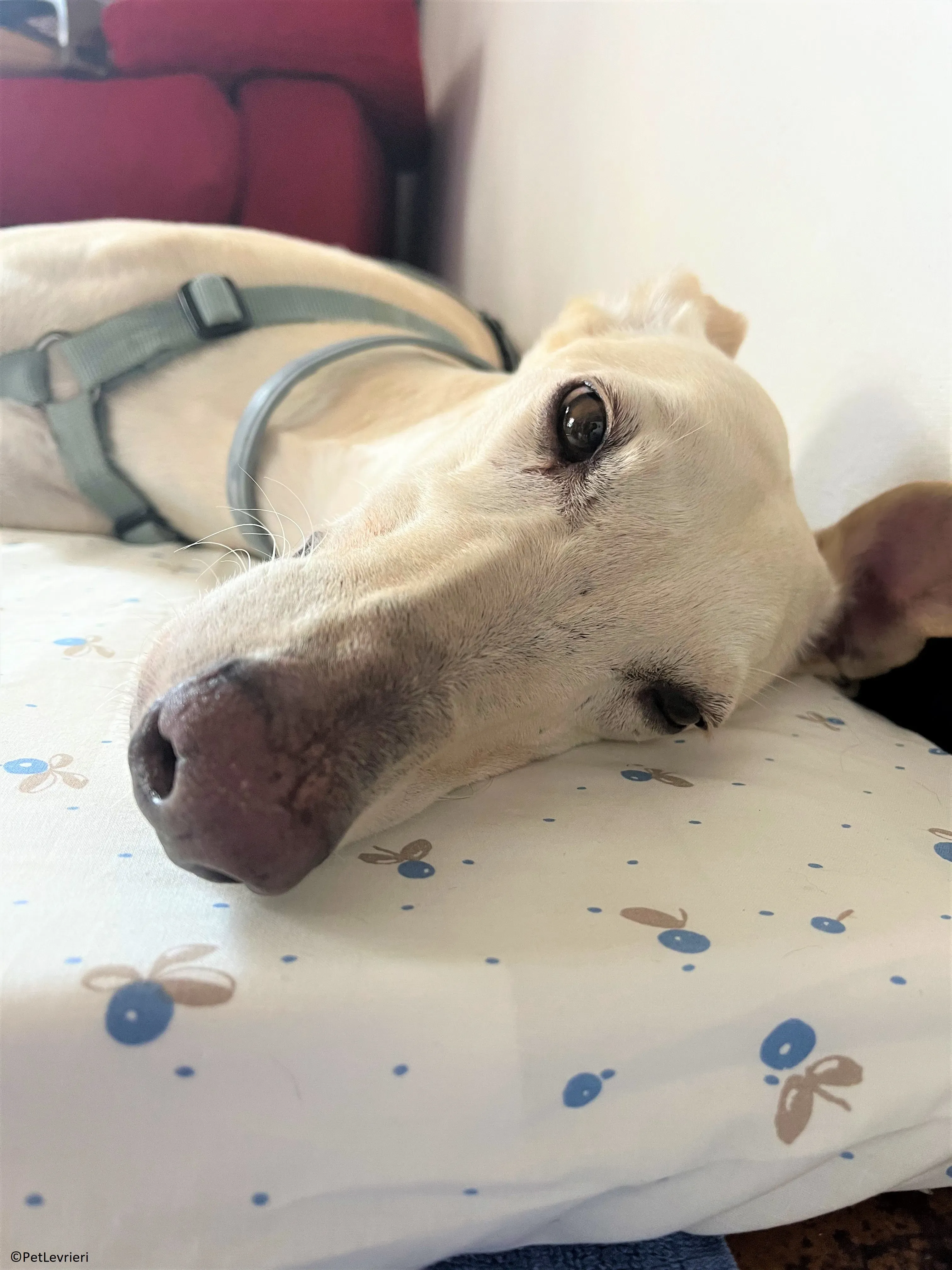 Meno adozione levrieri galgo 24