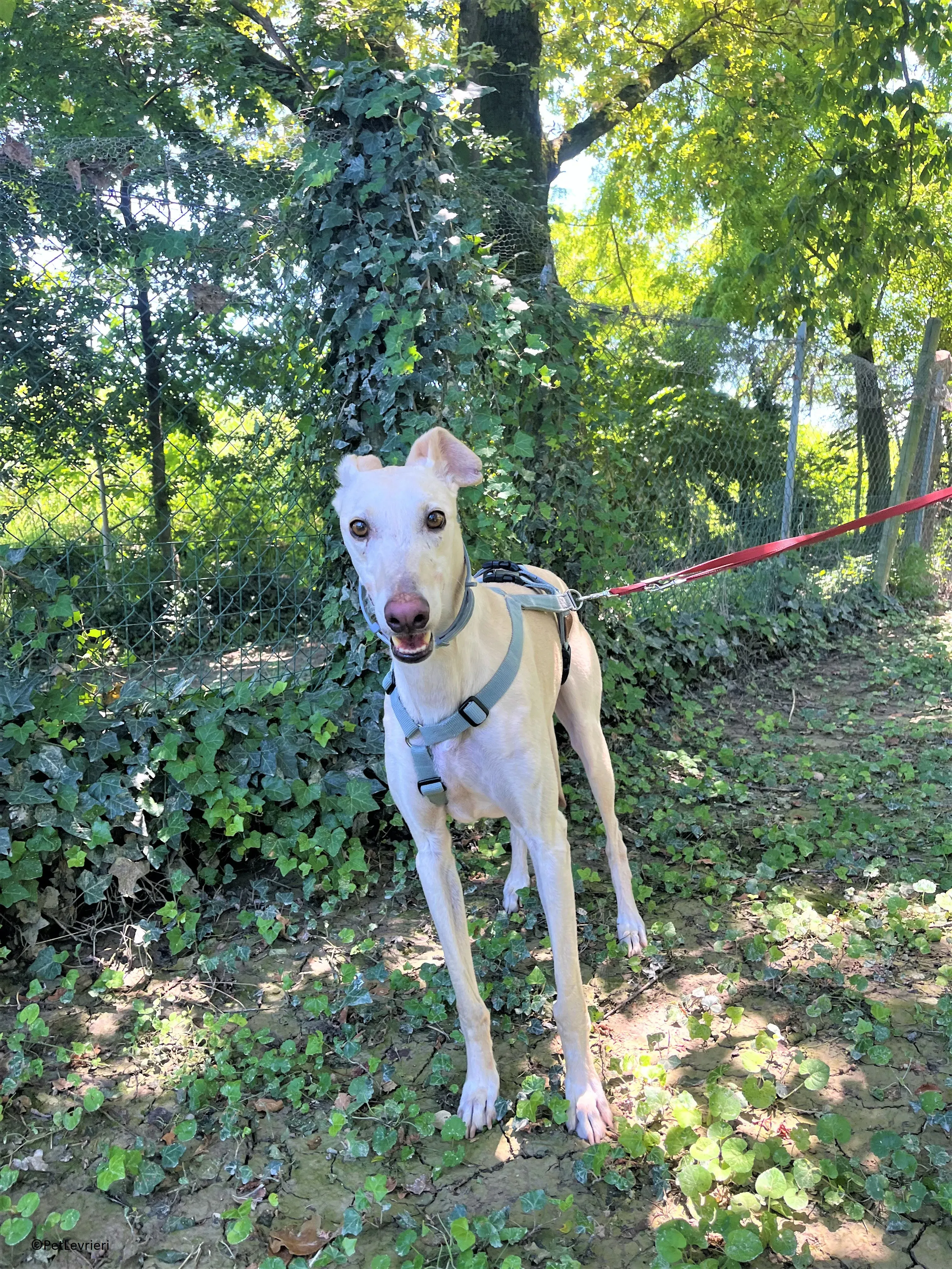 Meno adozione levrieri galgo 25