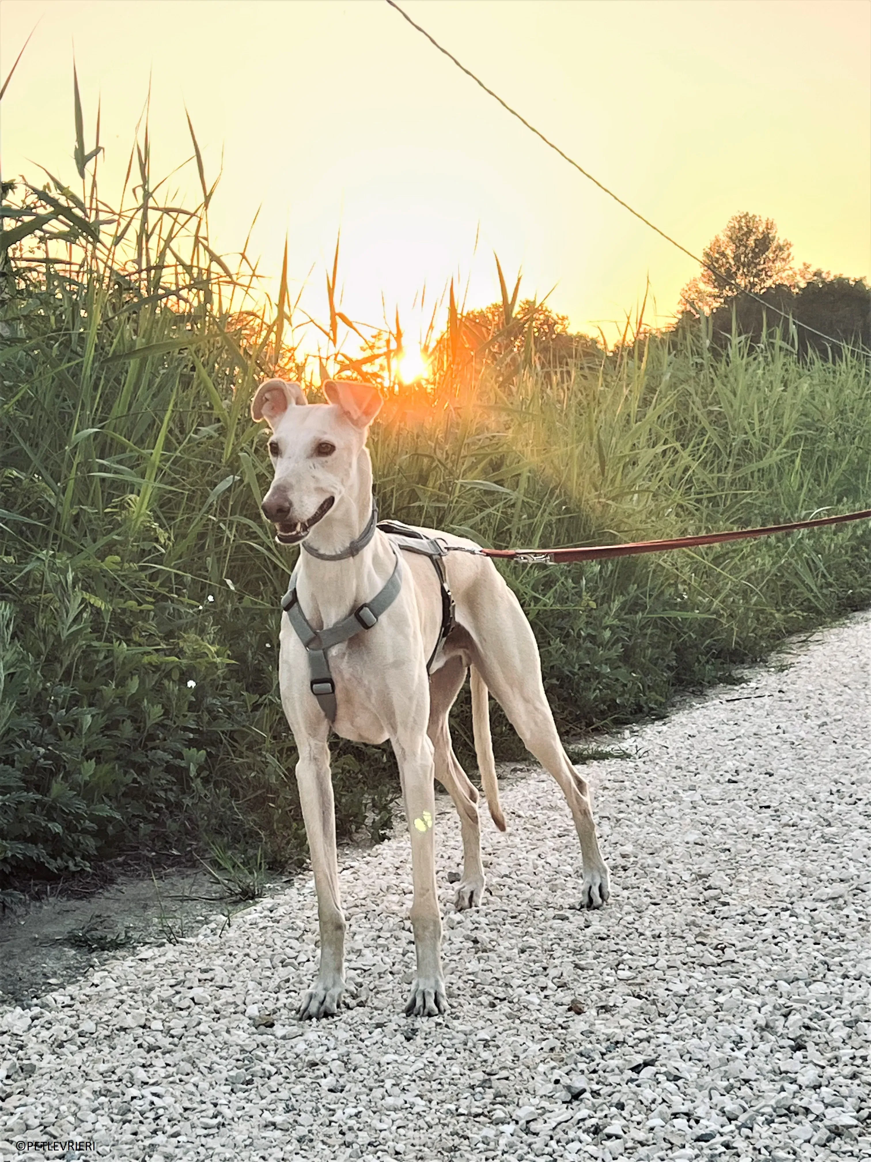 Meno adozione levrieri galgo 30