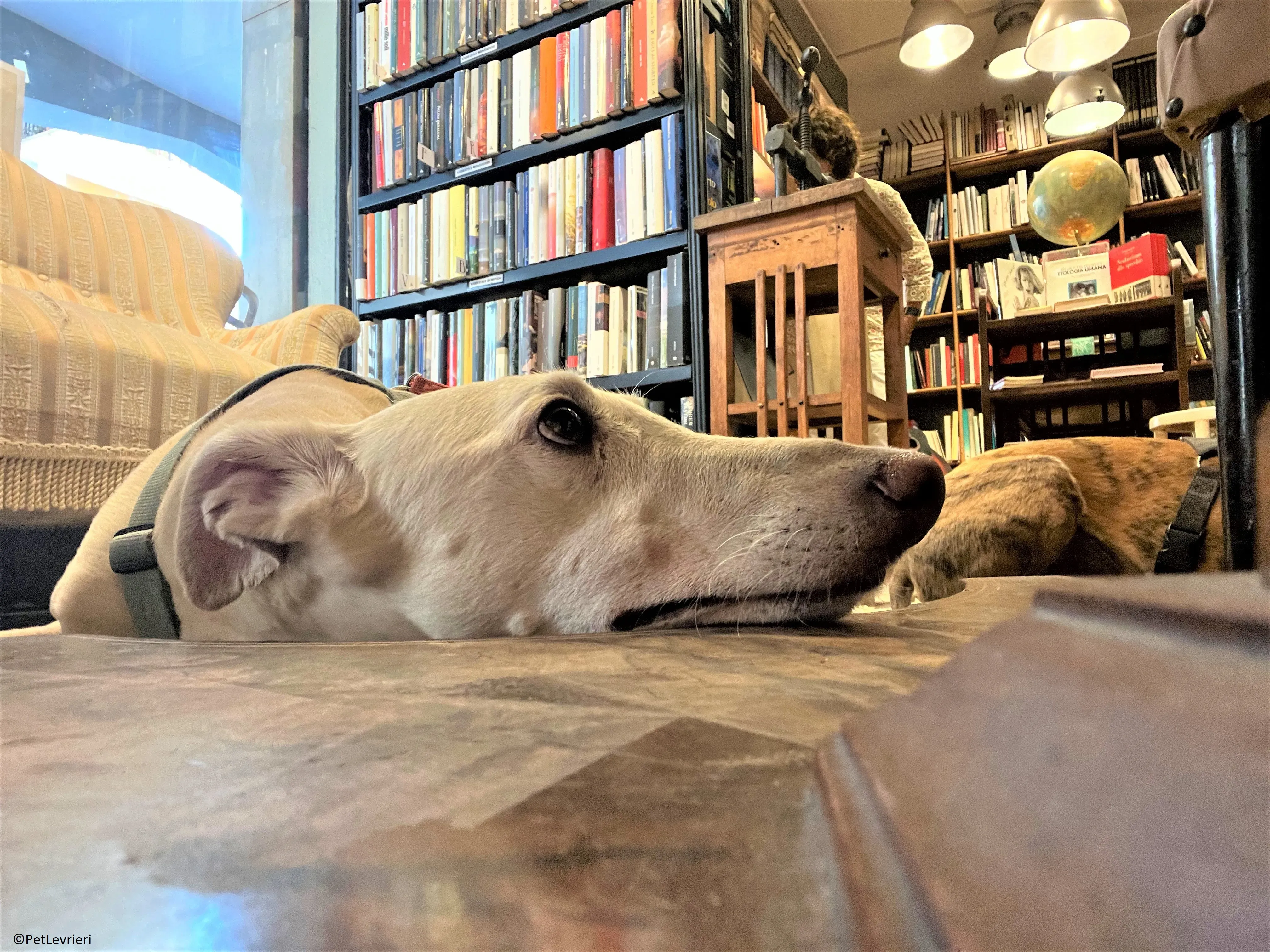 Meno adozione levrieri galgo.40