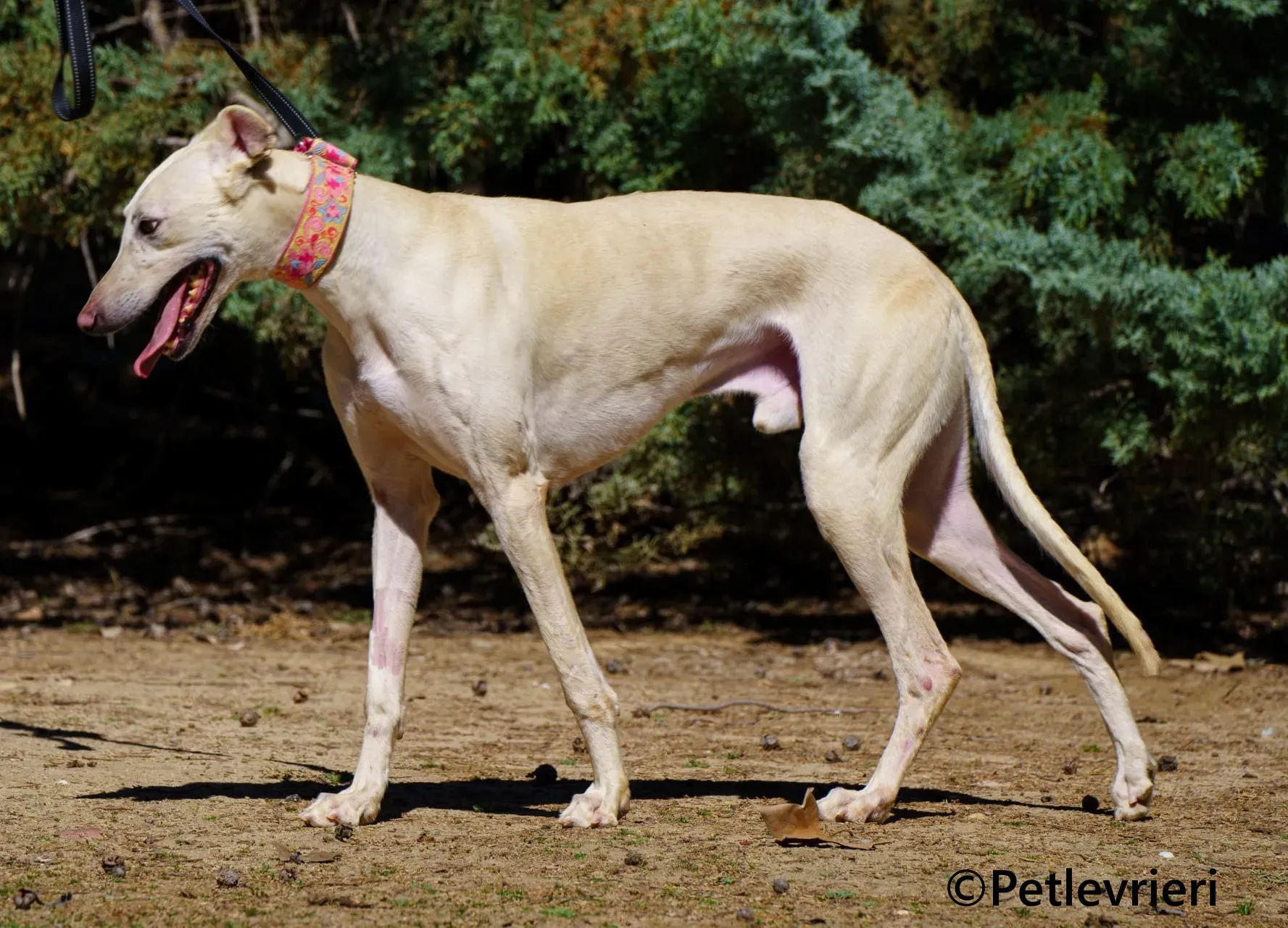 Meno galgo adozione pet levrieri onlus 1 2