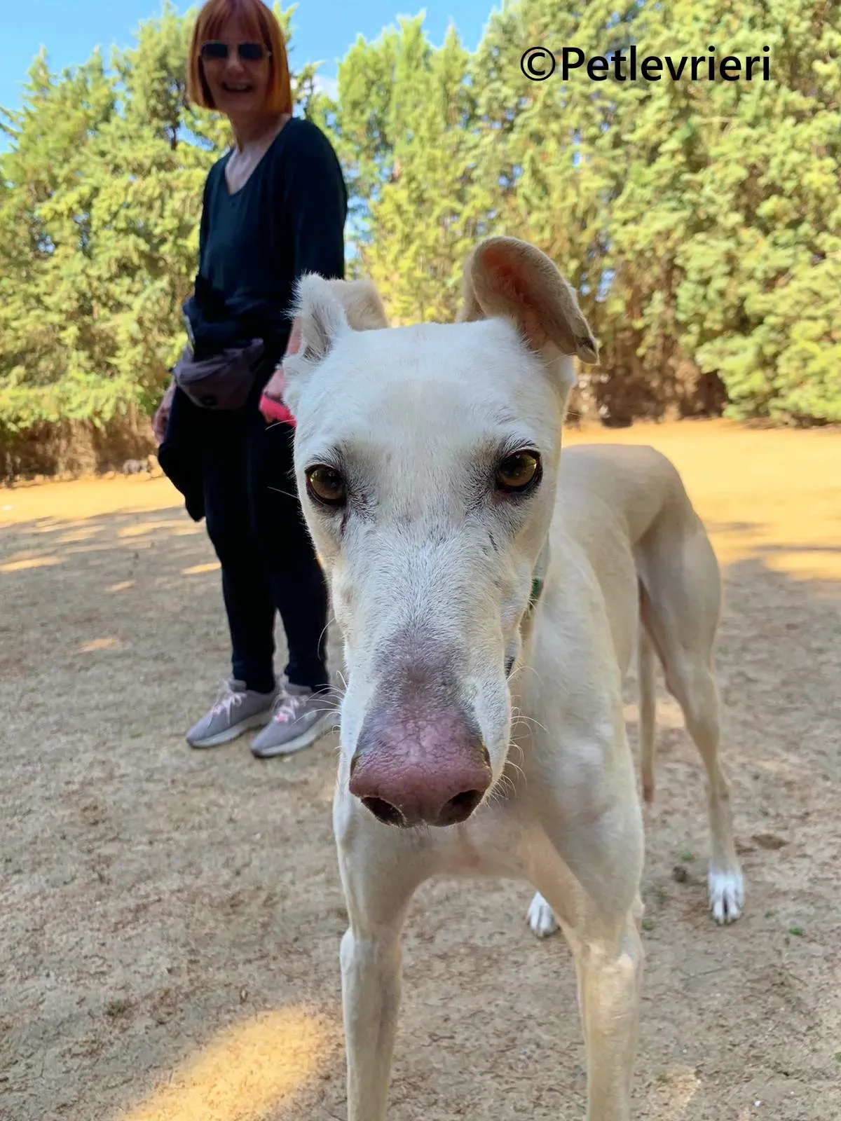 Meno galgo adozione pet levrieri onlus 10