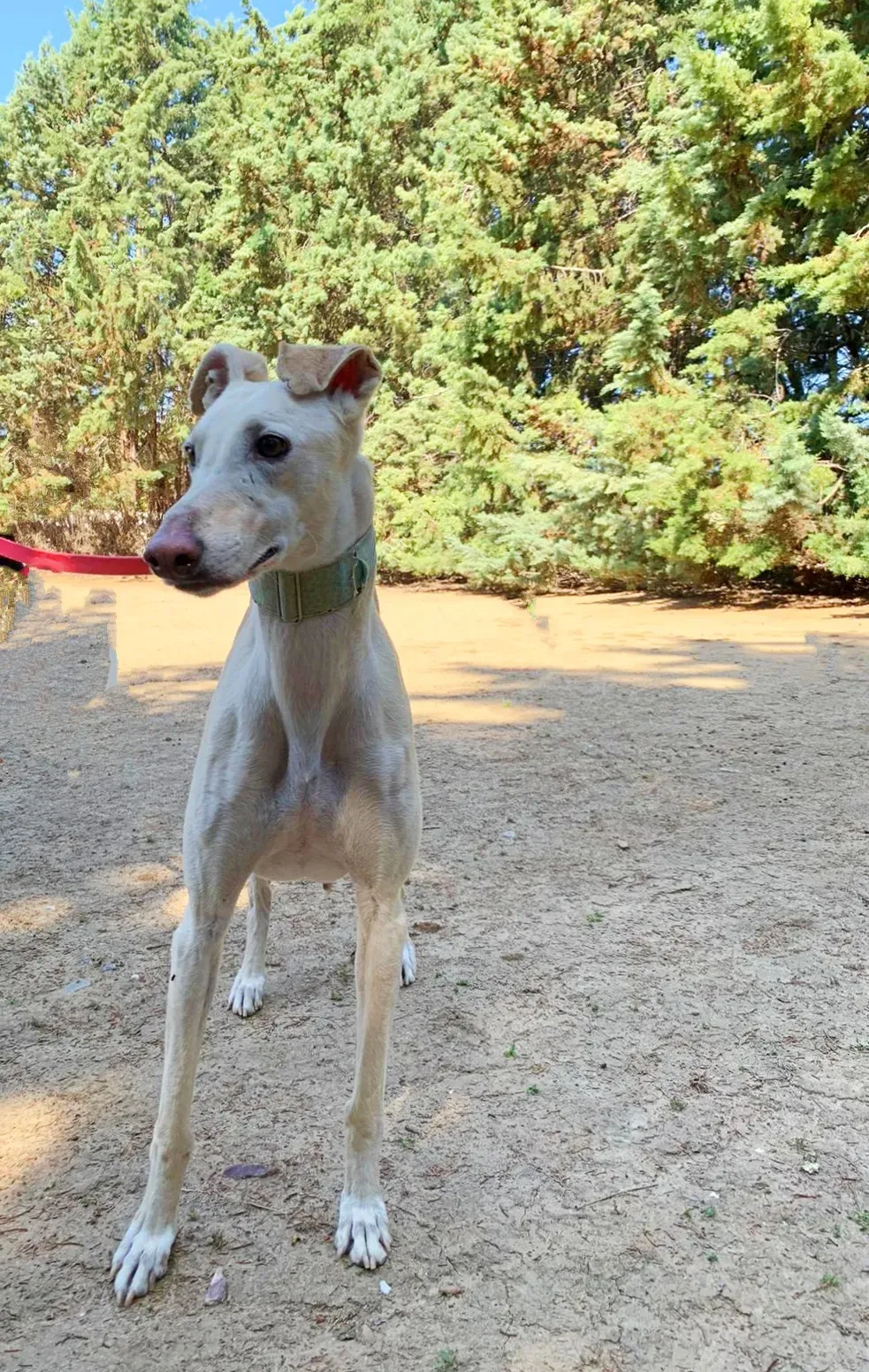 Meno galgo adozione pet levrieri onlus 11
