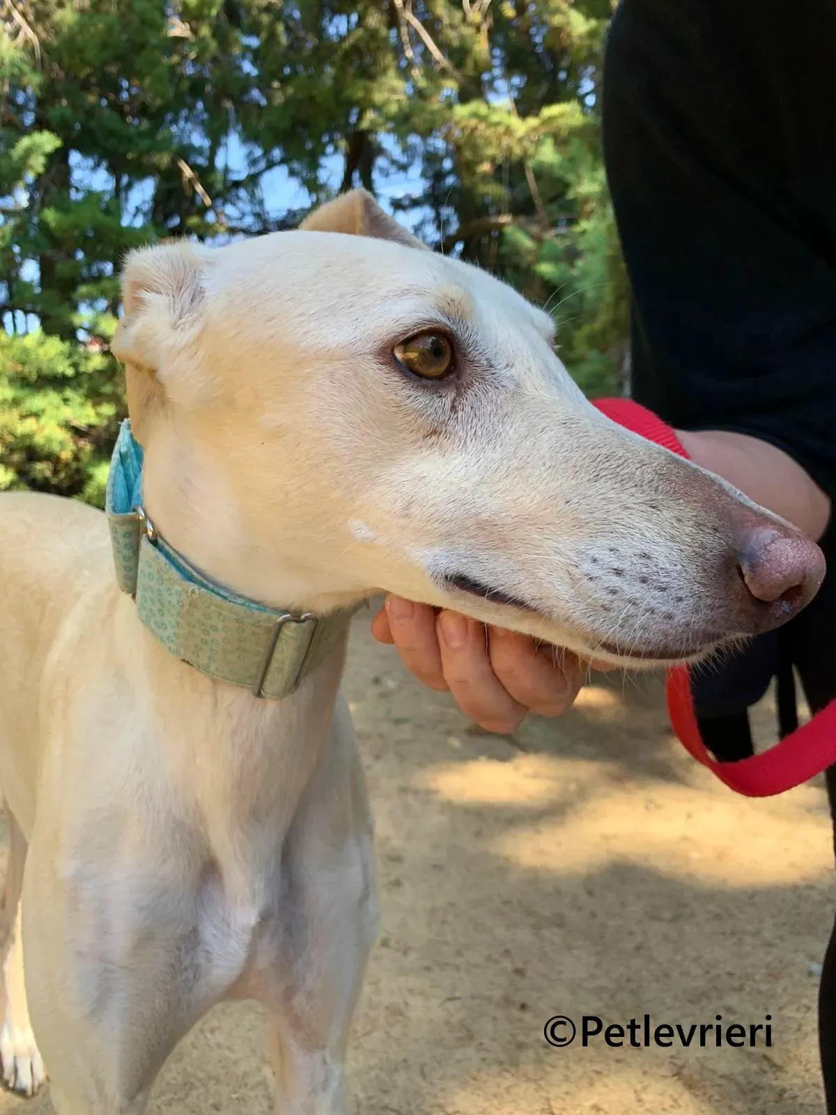 Meno galgo adozione pet levrieri onlus 12