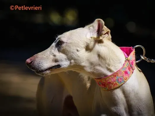 Meno galgo adozione pet levrieri onlus 2 2