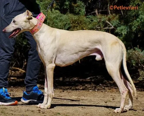 Meno galgo adozione pet levrieri onlus 3 2