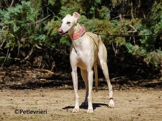 Meno galgo adozione pet levrieri onlus 4 3