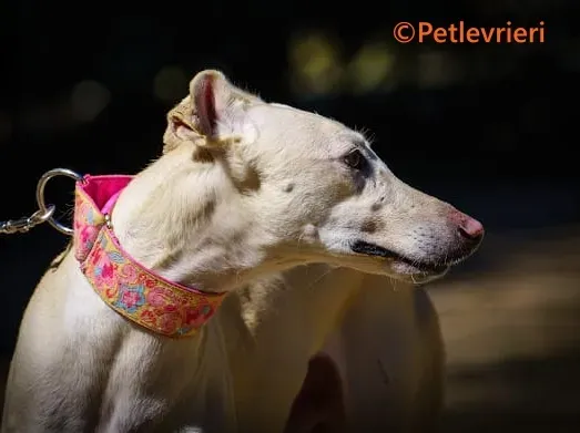 Meno galgo adozione pet levrieri onlus 5 3