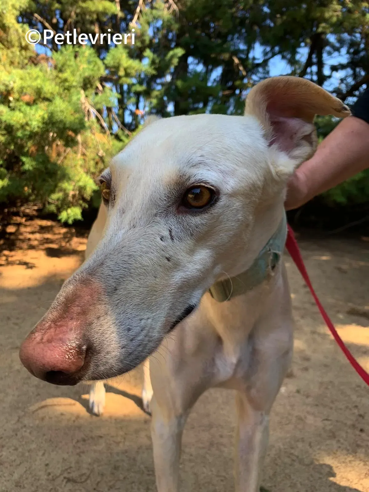 Meno galgo adozione pet levrieri onlus 6