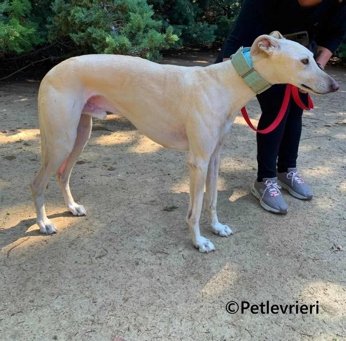 Meno galgo adozione pet levrieri onlus 7